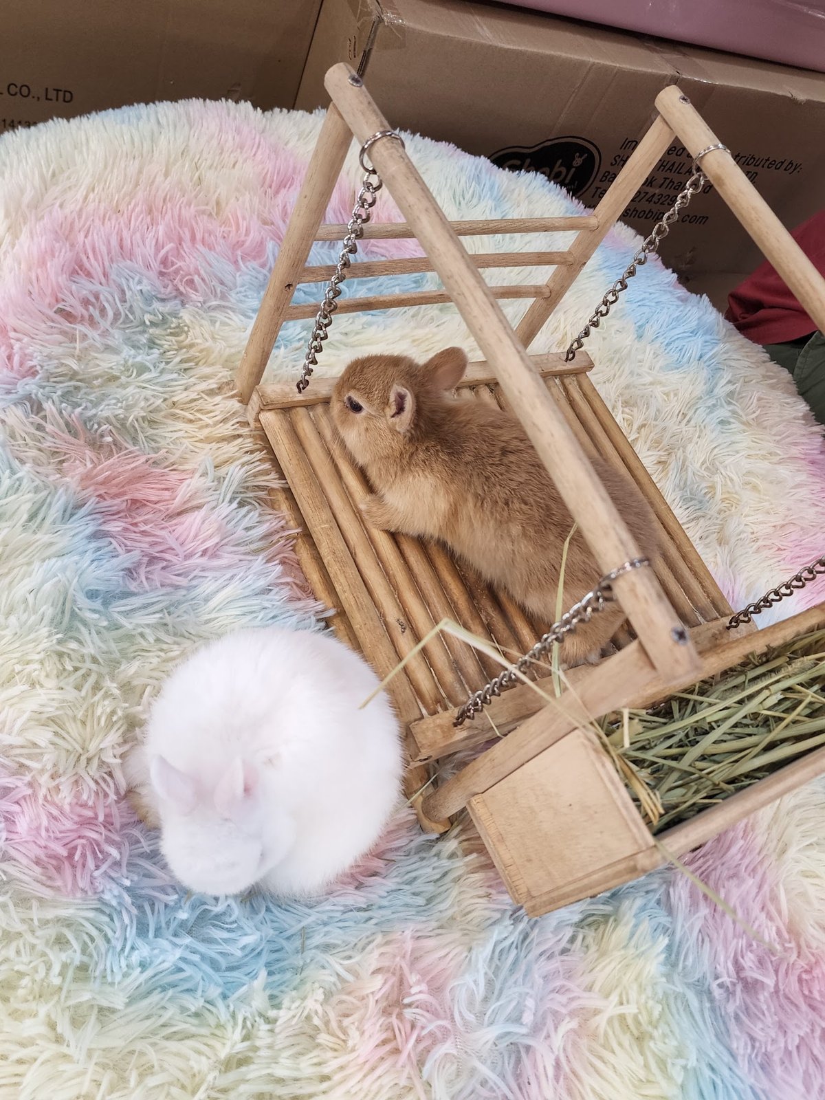 Rabbit instinct