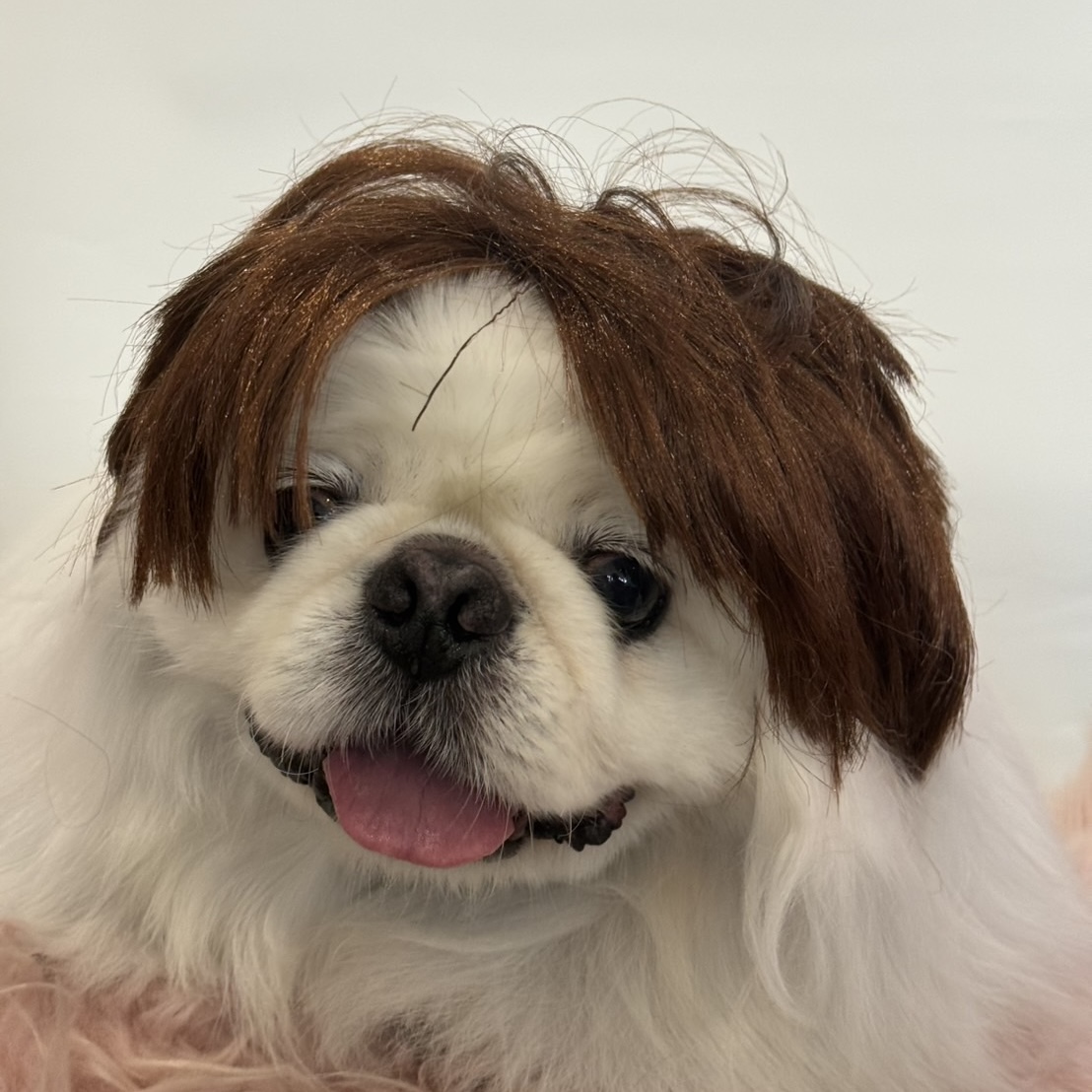 Riko Dog Clean