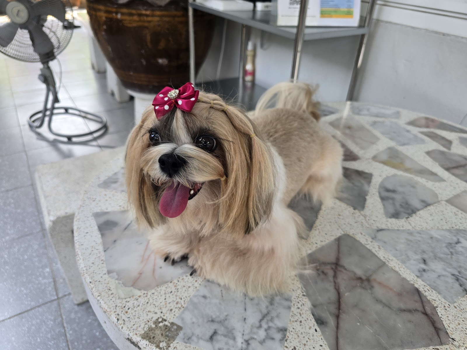 Silk creation pet grooming