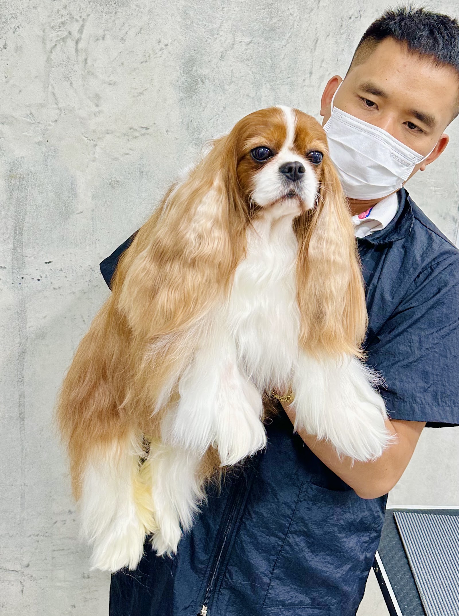 Silk creation pet grooming