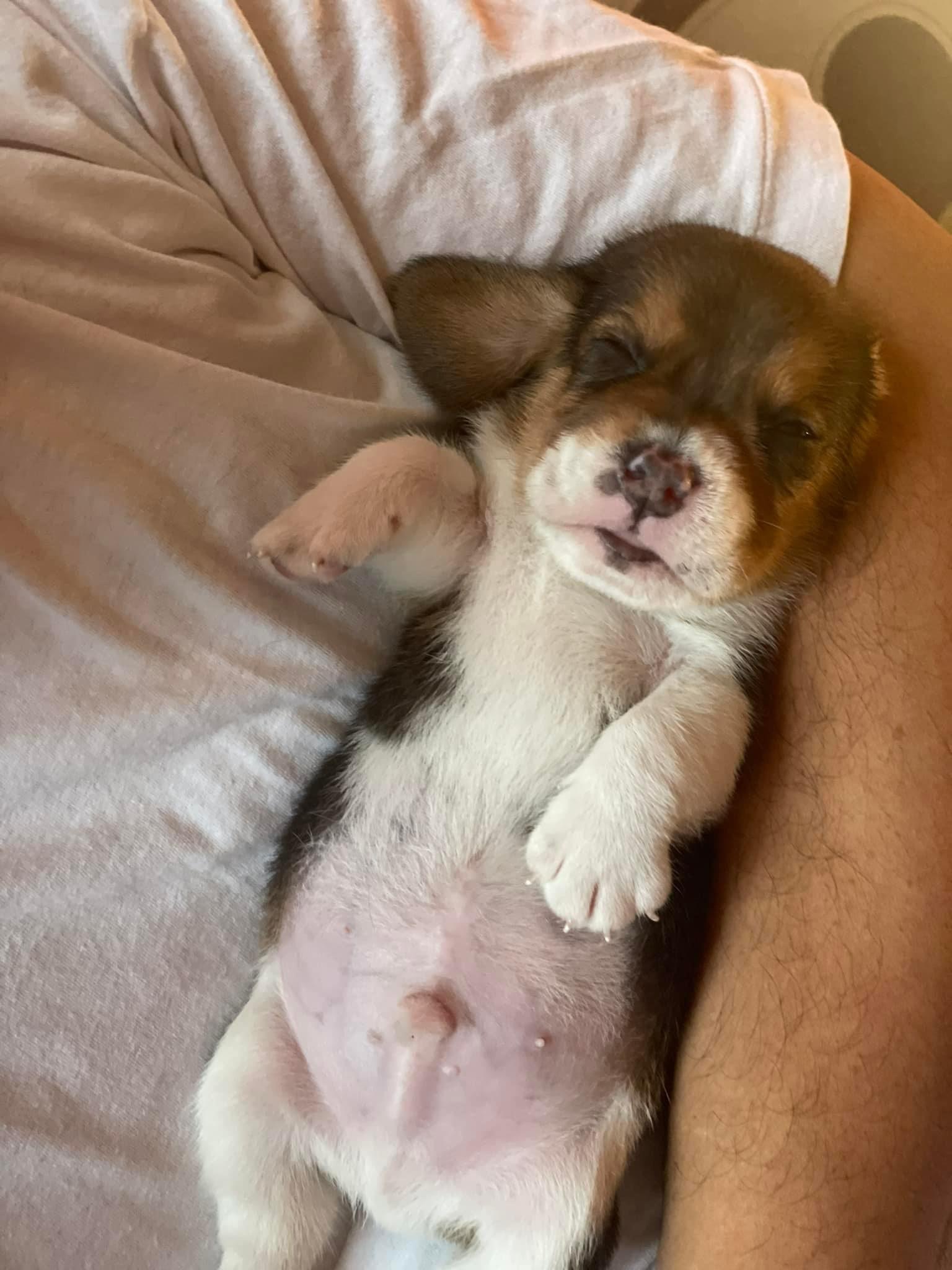 Sparta Beagles
