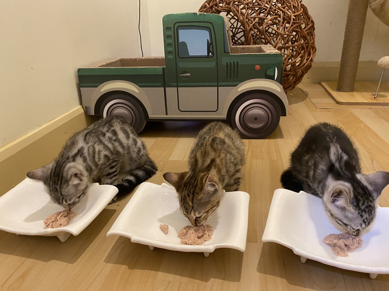 StayHome Cat's Hotel & Studio