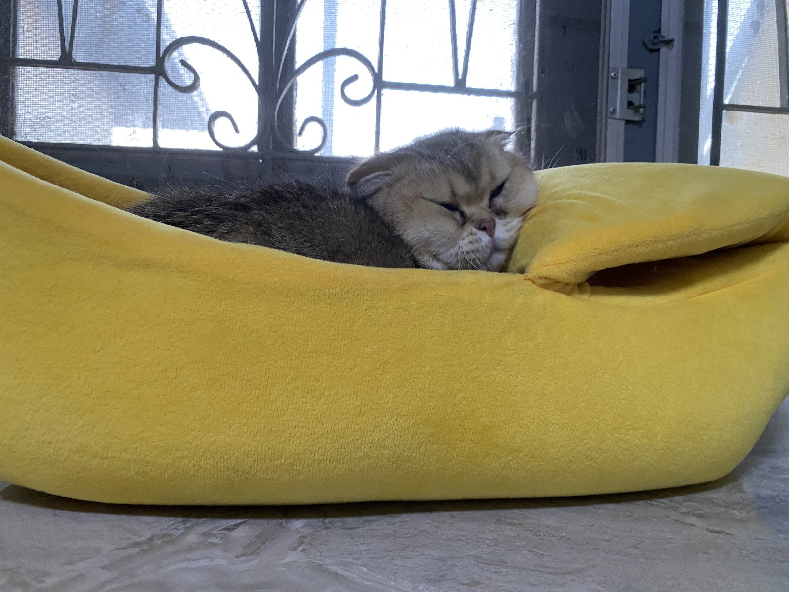 StayHome Cat's Hotel & Studio
