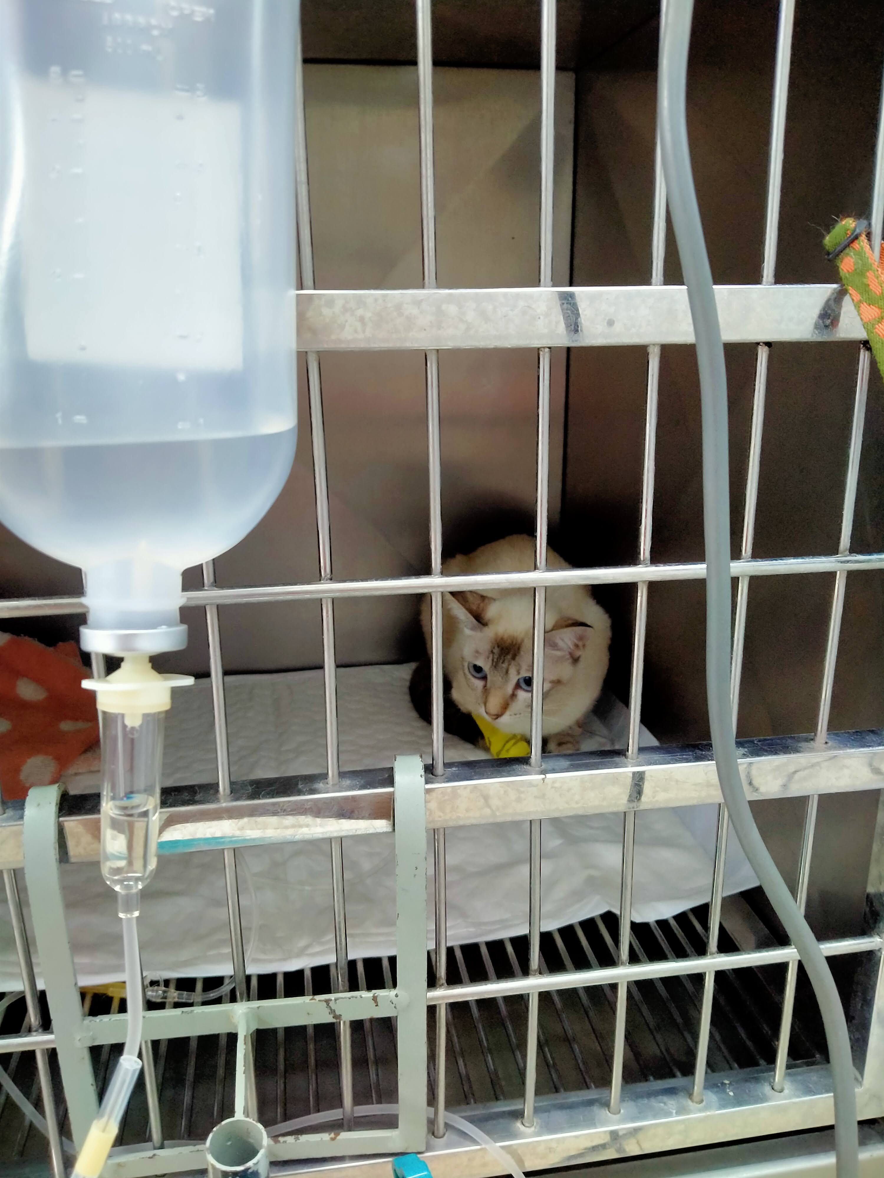 Suk Sawat Animal Hospital