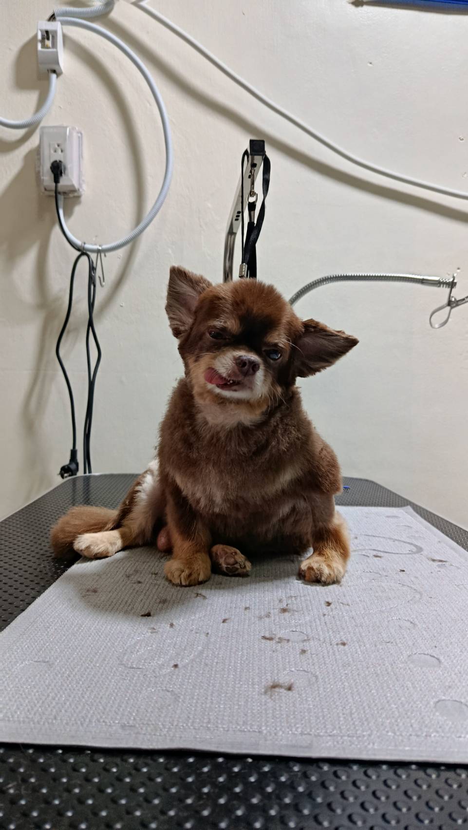 TaMuTaMi Grooming