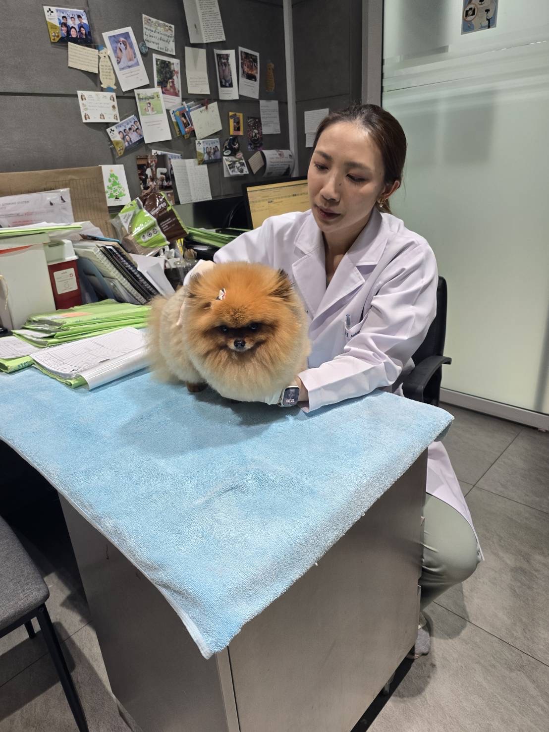 TH Animal Hospital