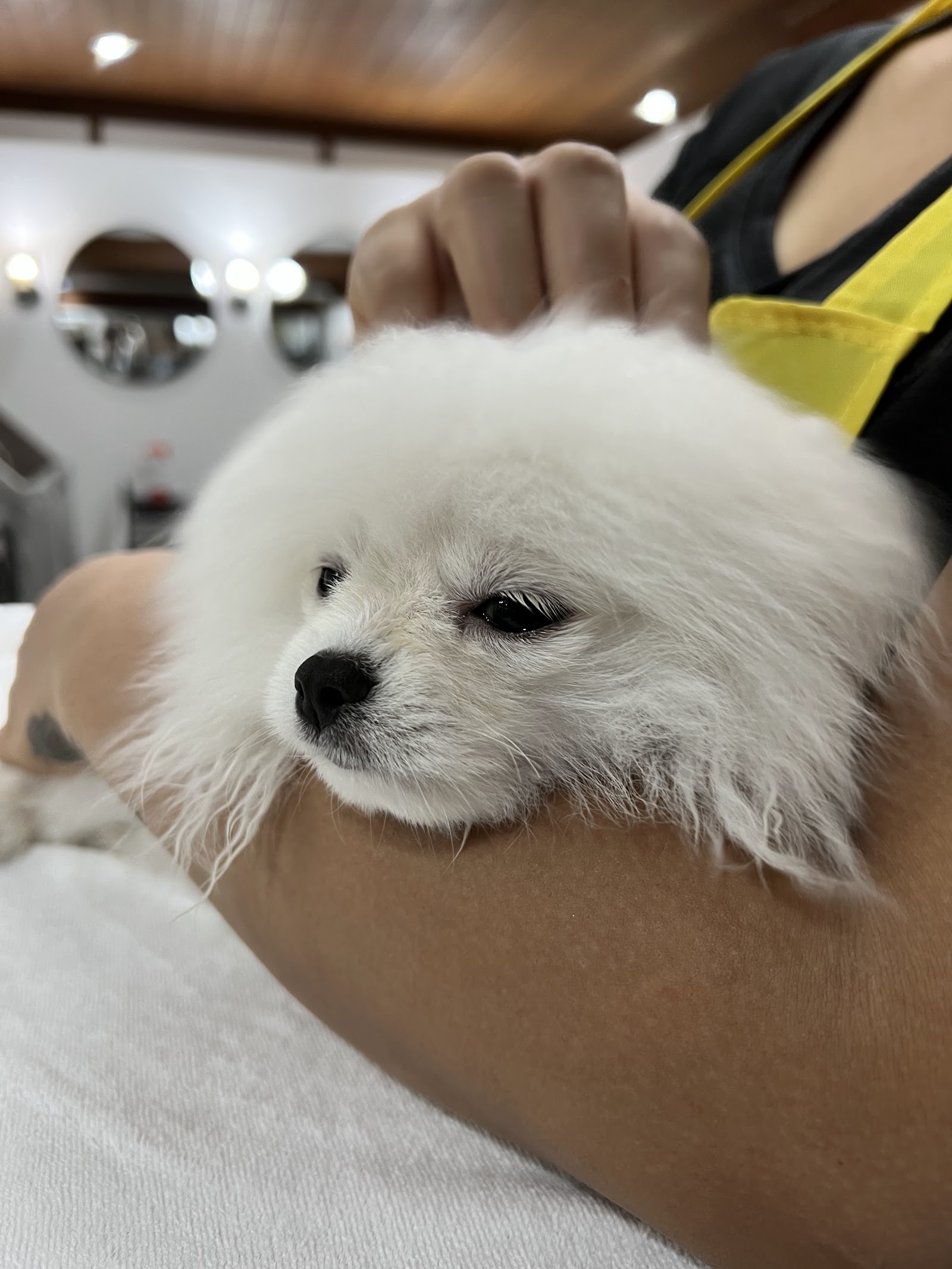 Tonson Grooming & Boarding
