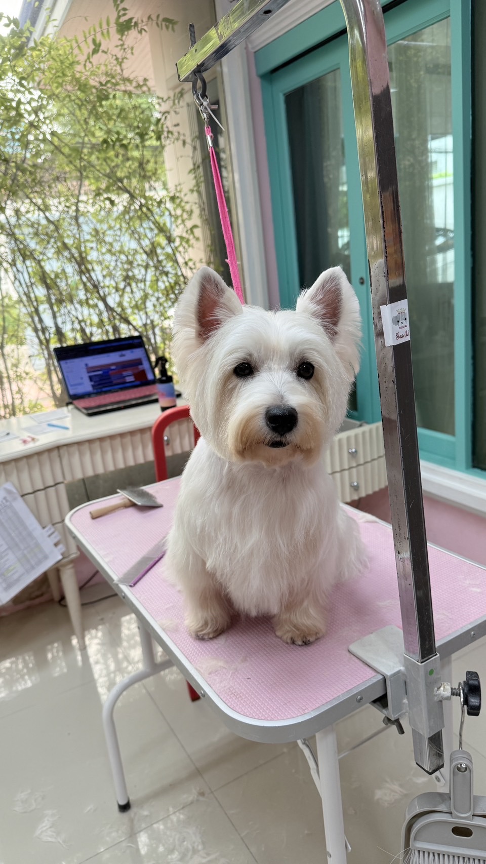 Twinkle Pet Park (For Little One Co.,Ltd)
