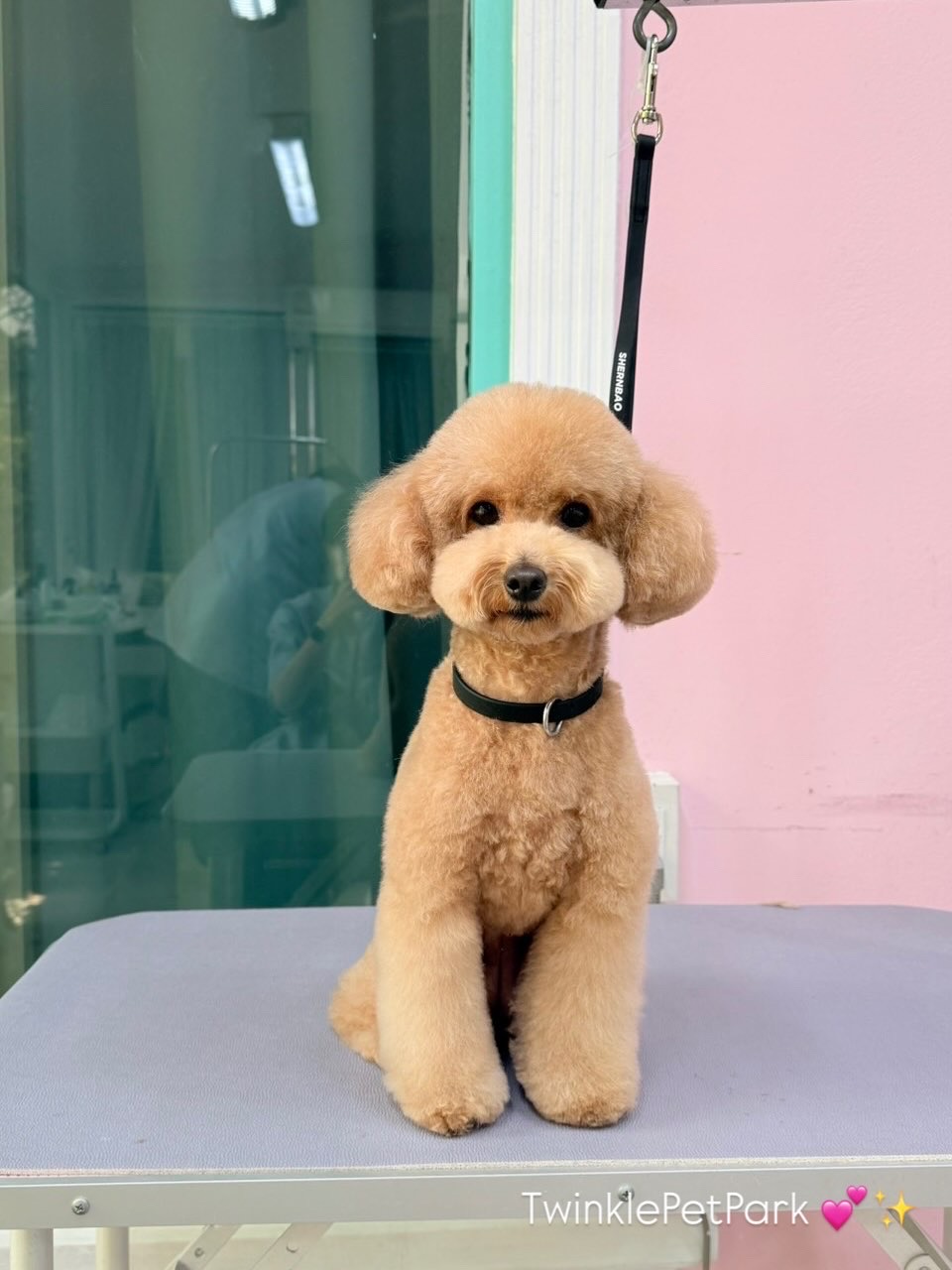 Twinkle Pet Park (For Little One Co.,Ltd)