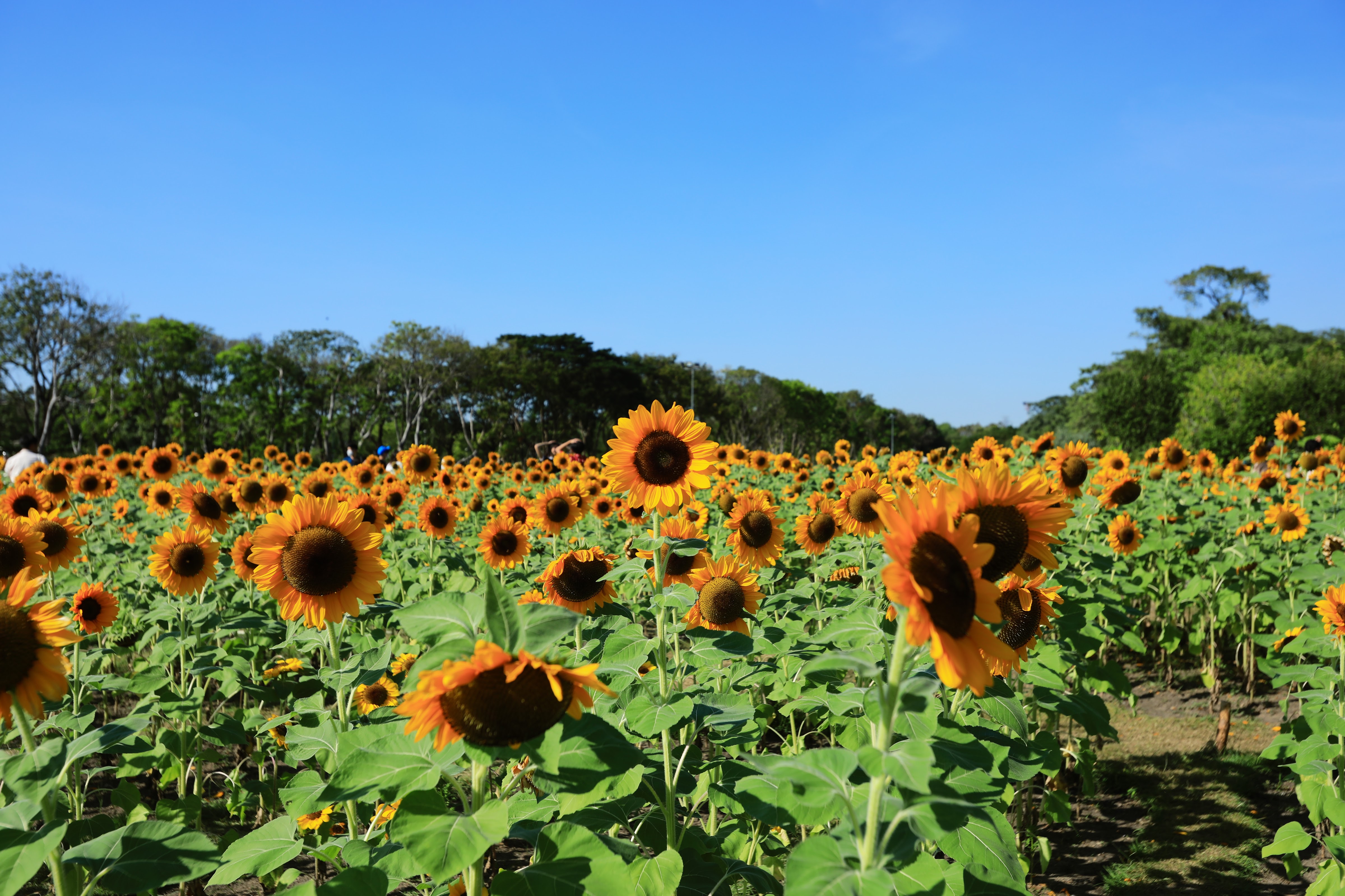 Wachirabenchathat Park (State Railway Park)