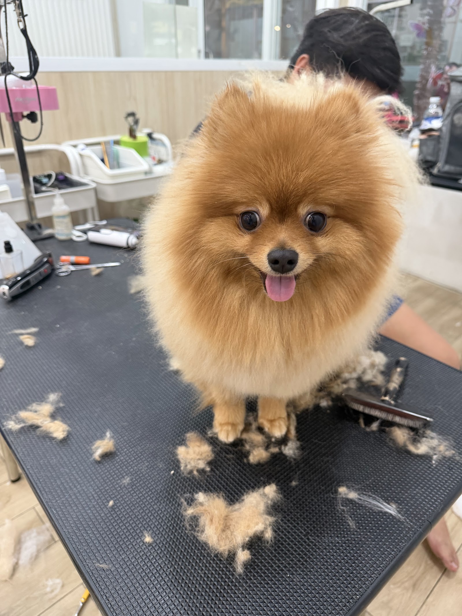 Wigglyville Grooming