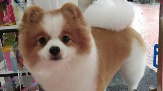 Yingdee Grooming - Wongwian 22
