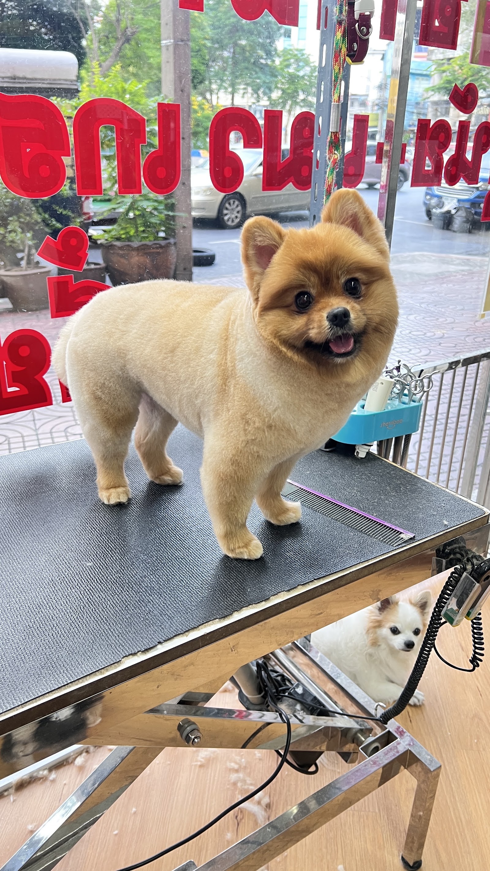Yingdee Grooming - Wongwian 22