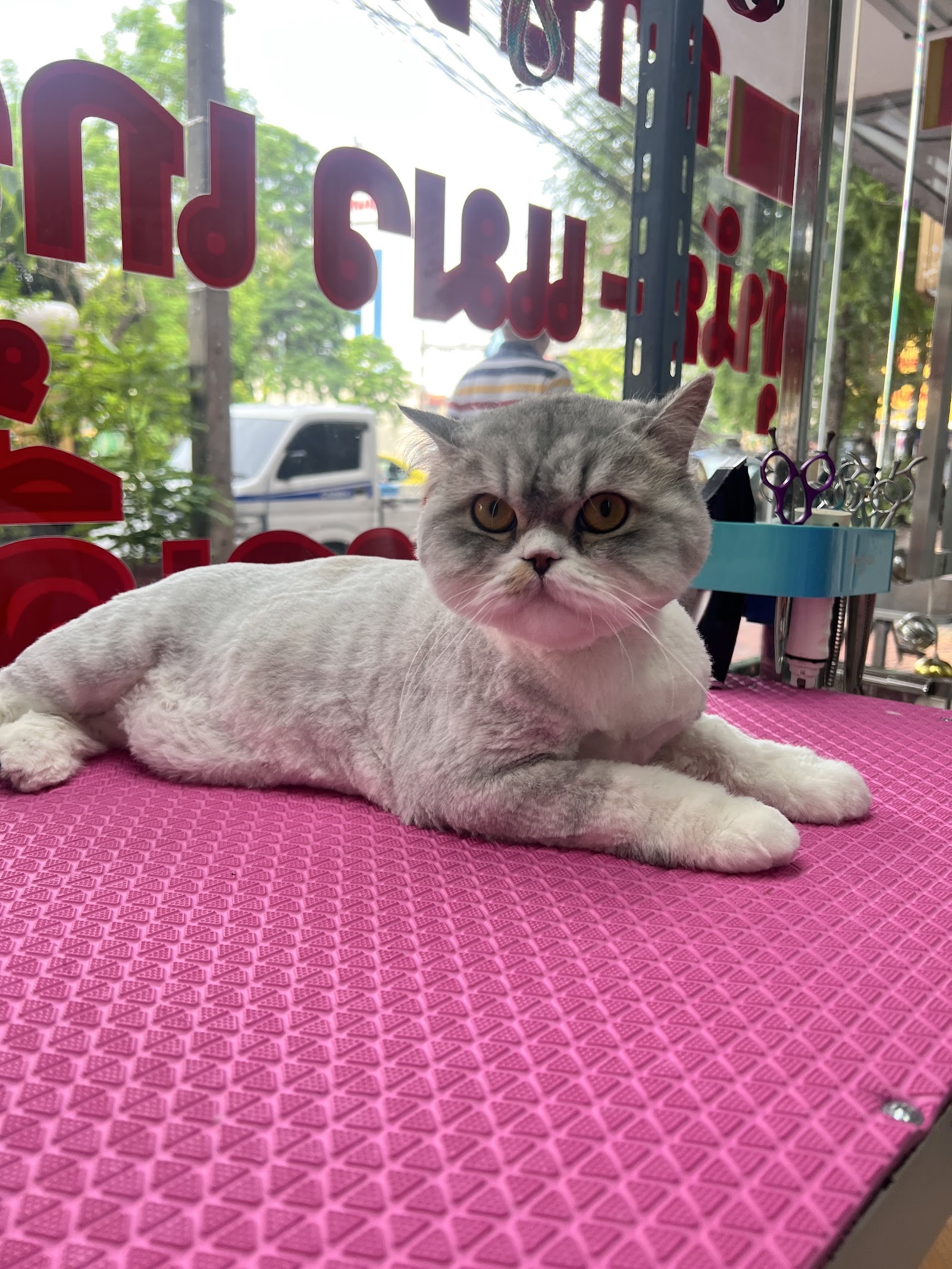 Yingdee Grooming - Wongwian 22