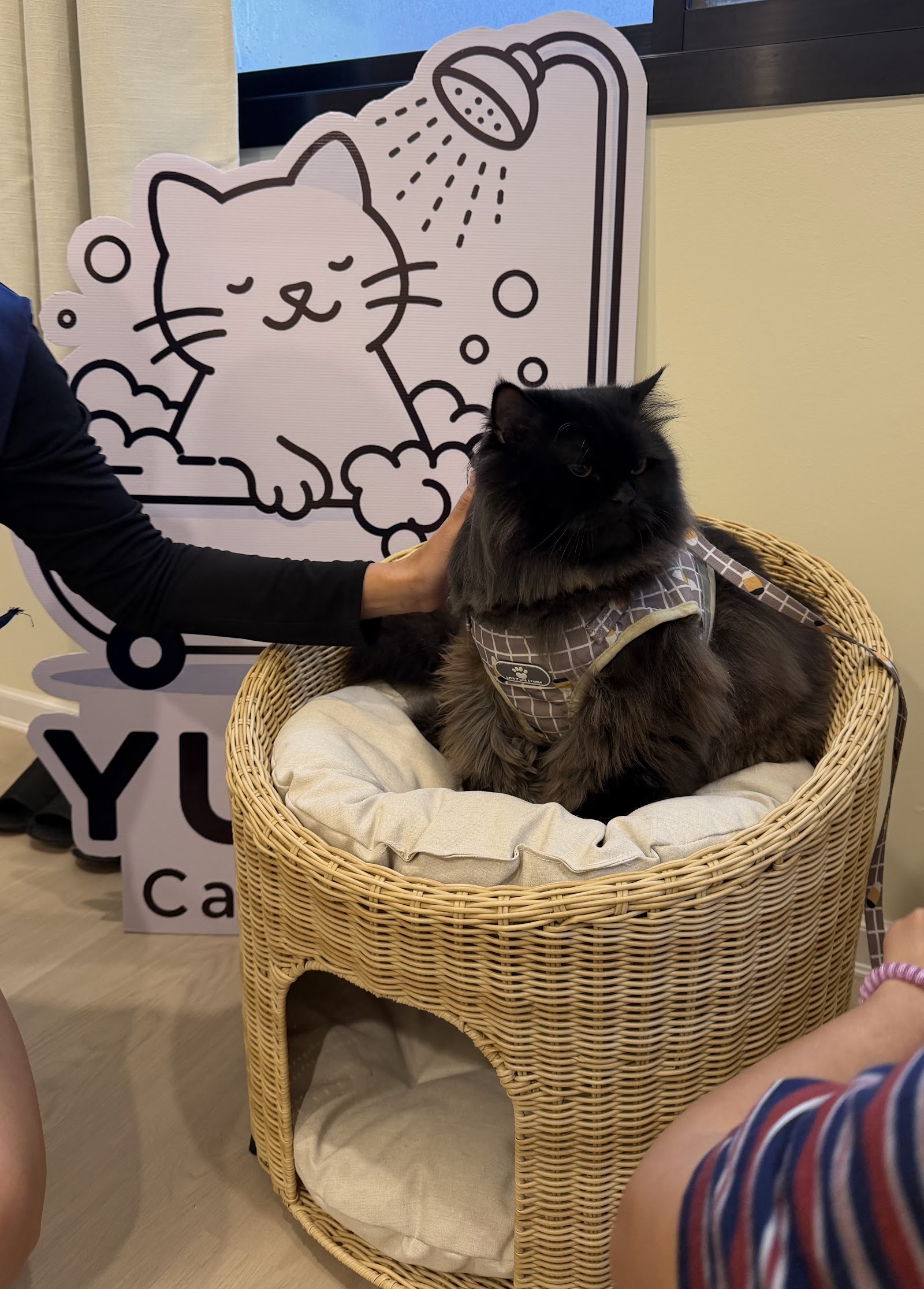 Yume Cat Care