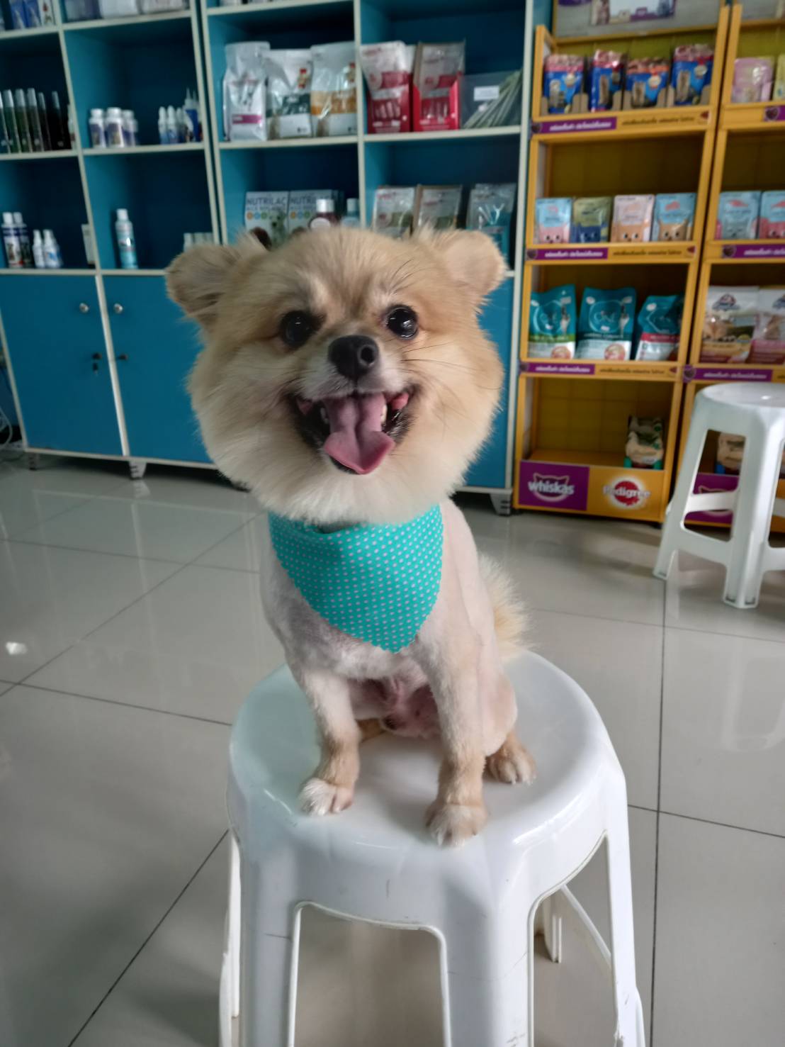 Veterinary Gardens Clinic