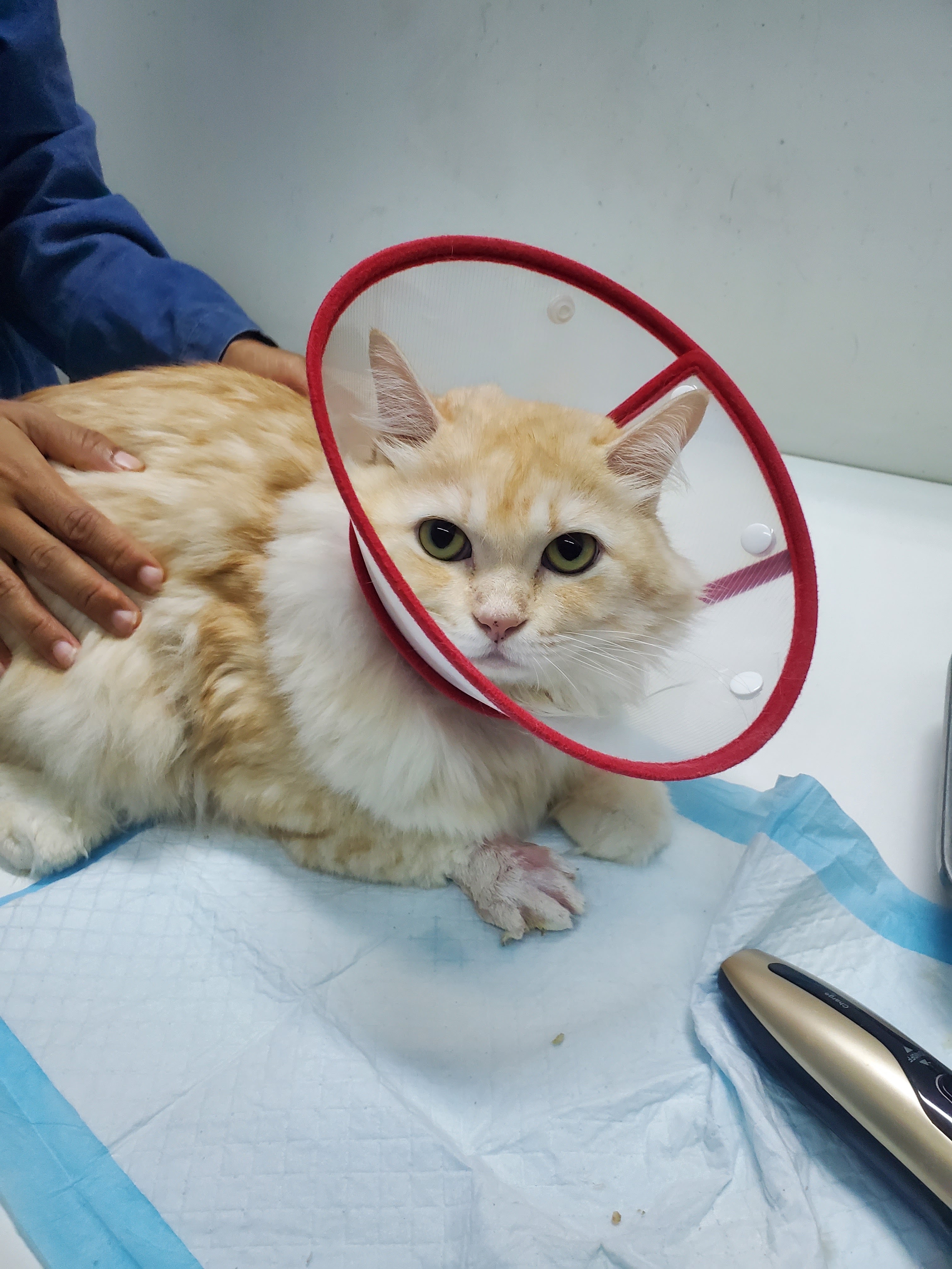 Four-legged veterinarian friend