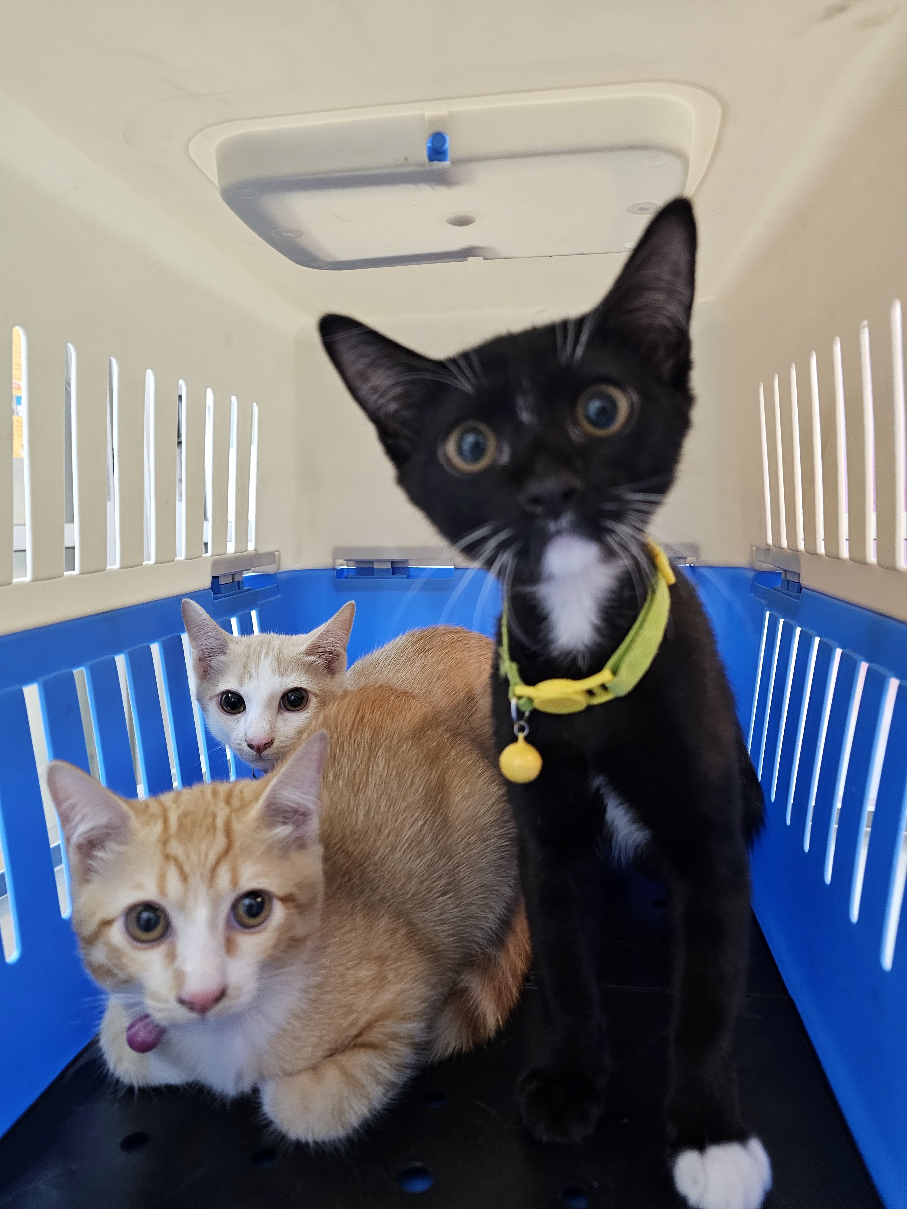 ACC Animal Treatment
