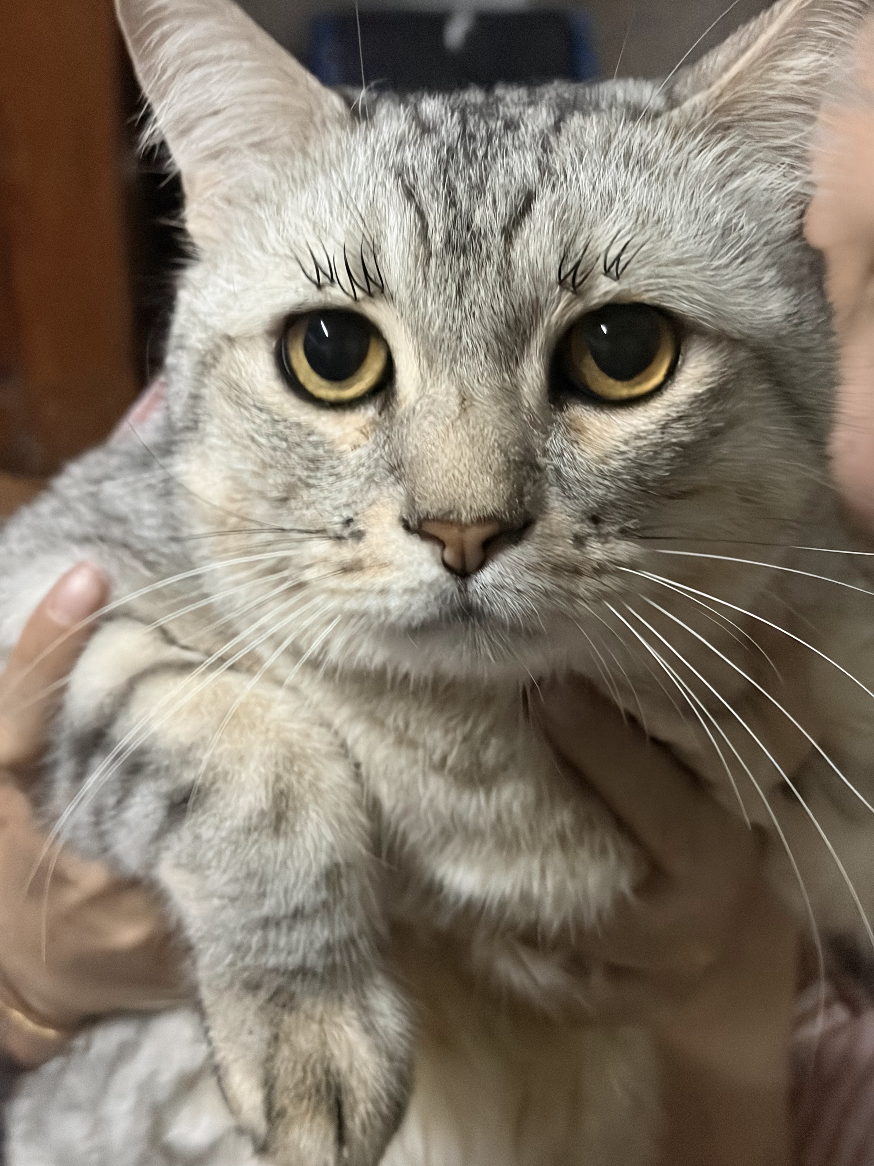 Lanna Animal Hospital
