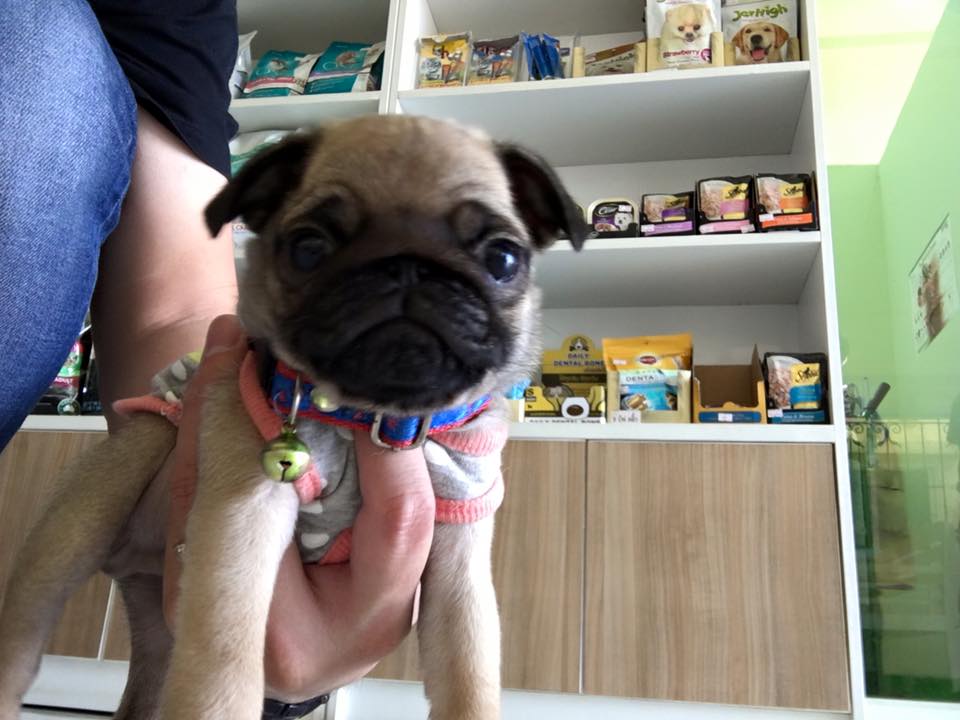 BANN HUG SUD Animal Clinic