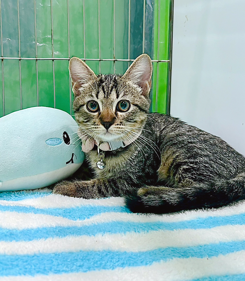 Changphuak Veterinary