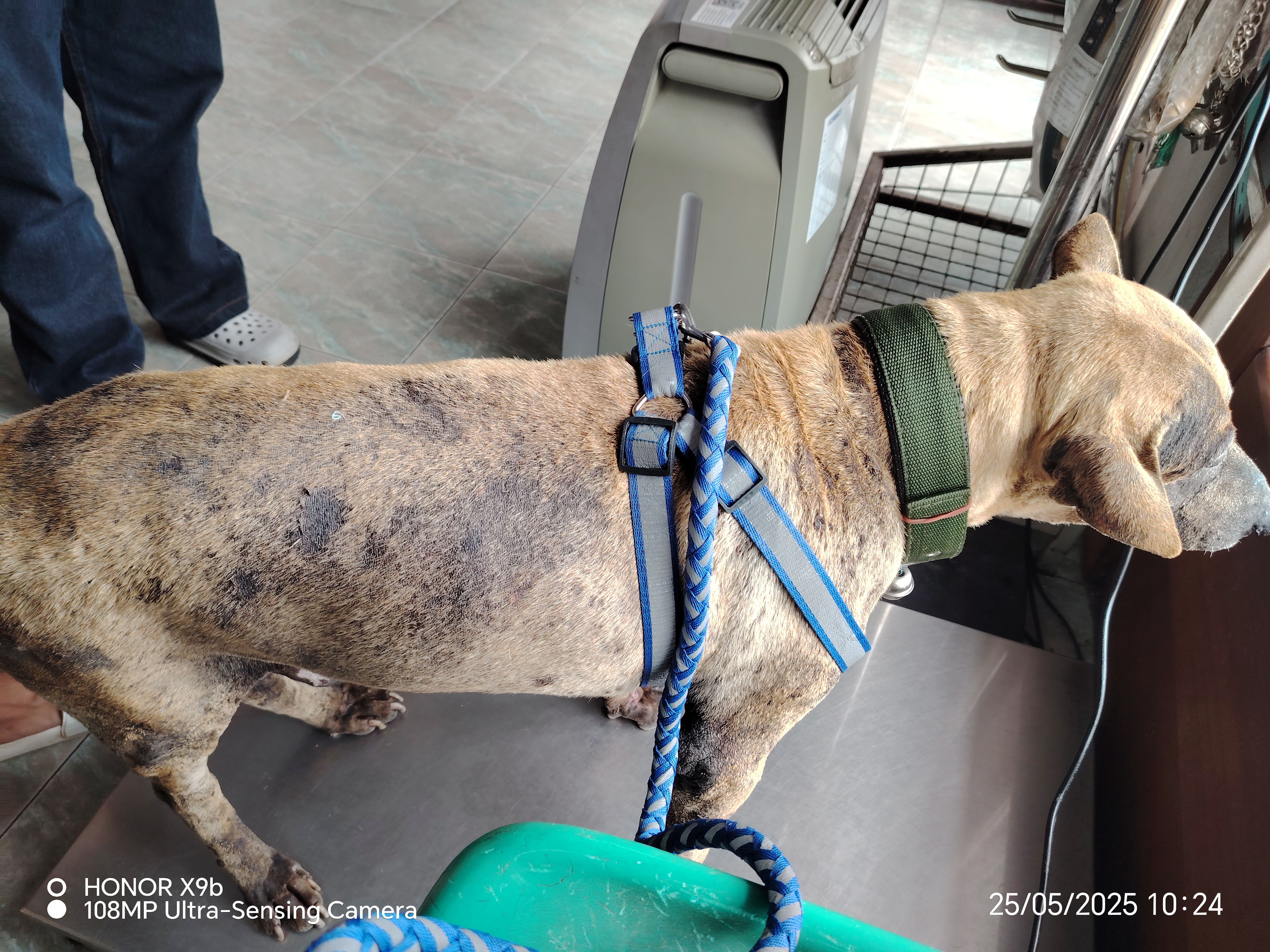 Chiang Mai Chotana Veterinary Hospital