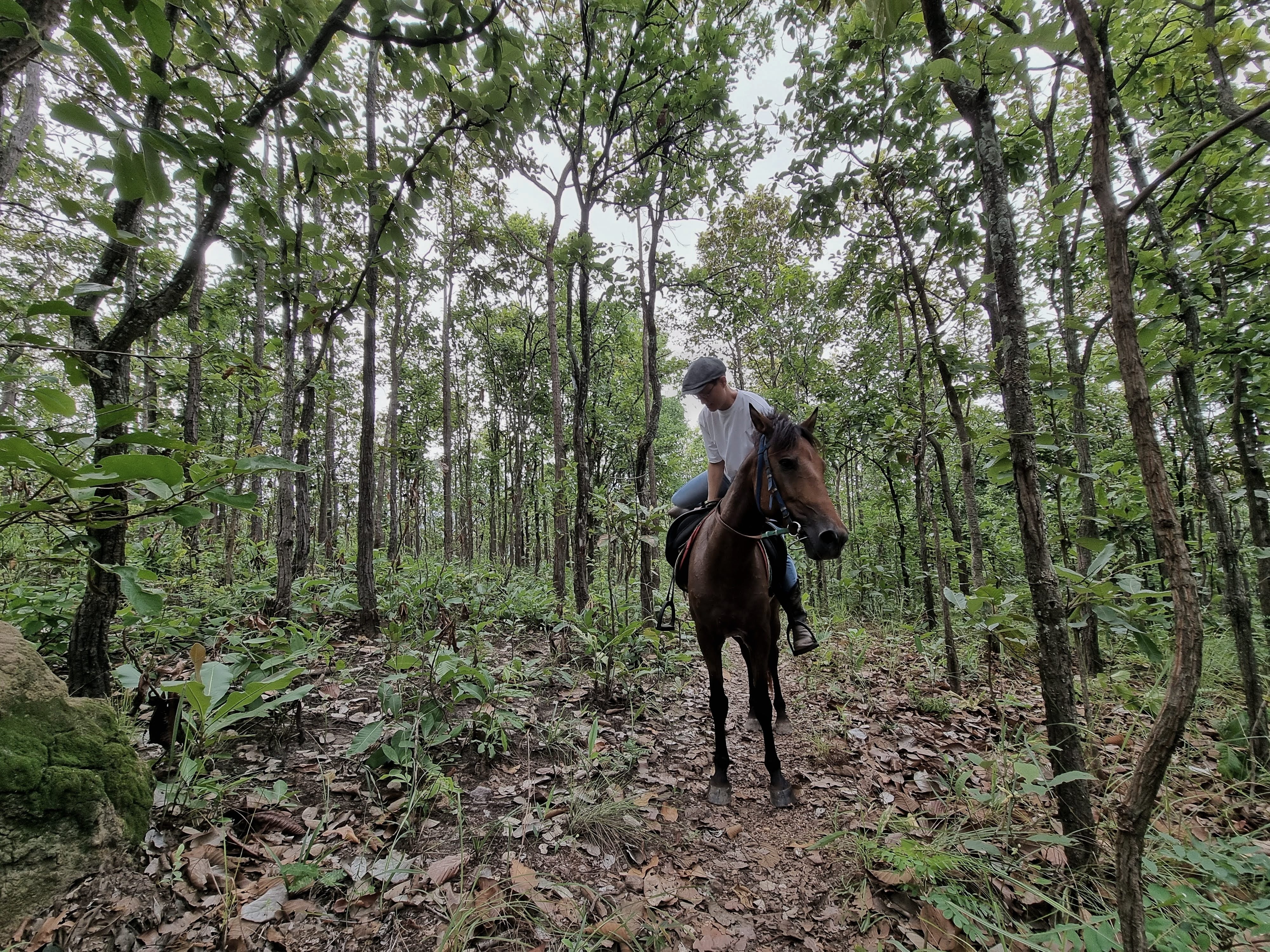 Doi Kham Thai horse Conservation