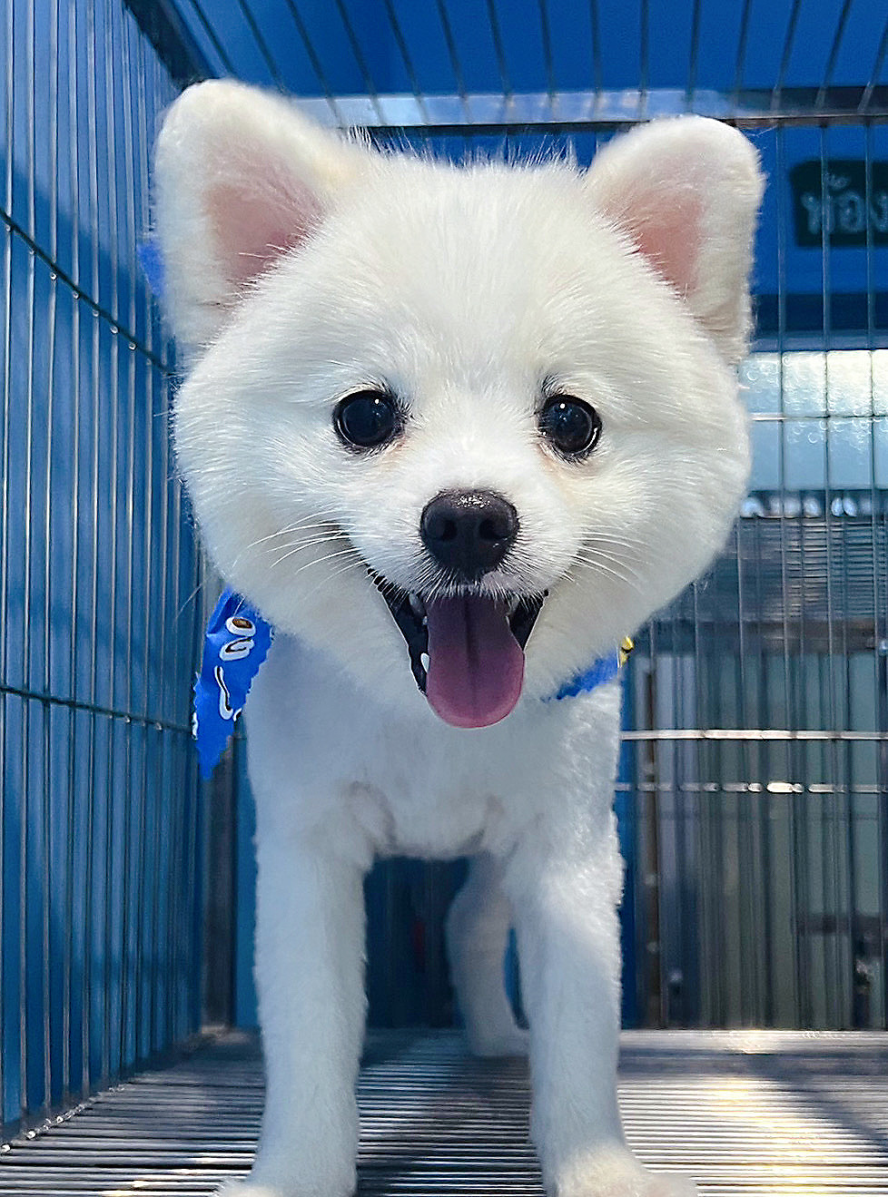 Dr.Rain Pet Care Clinic