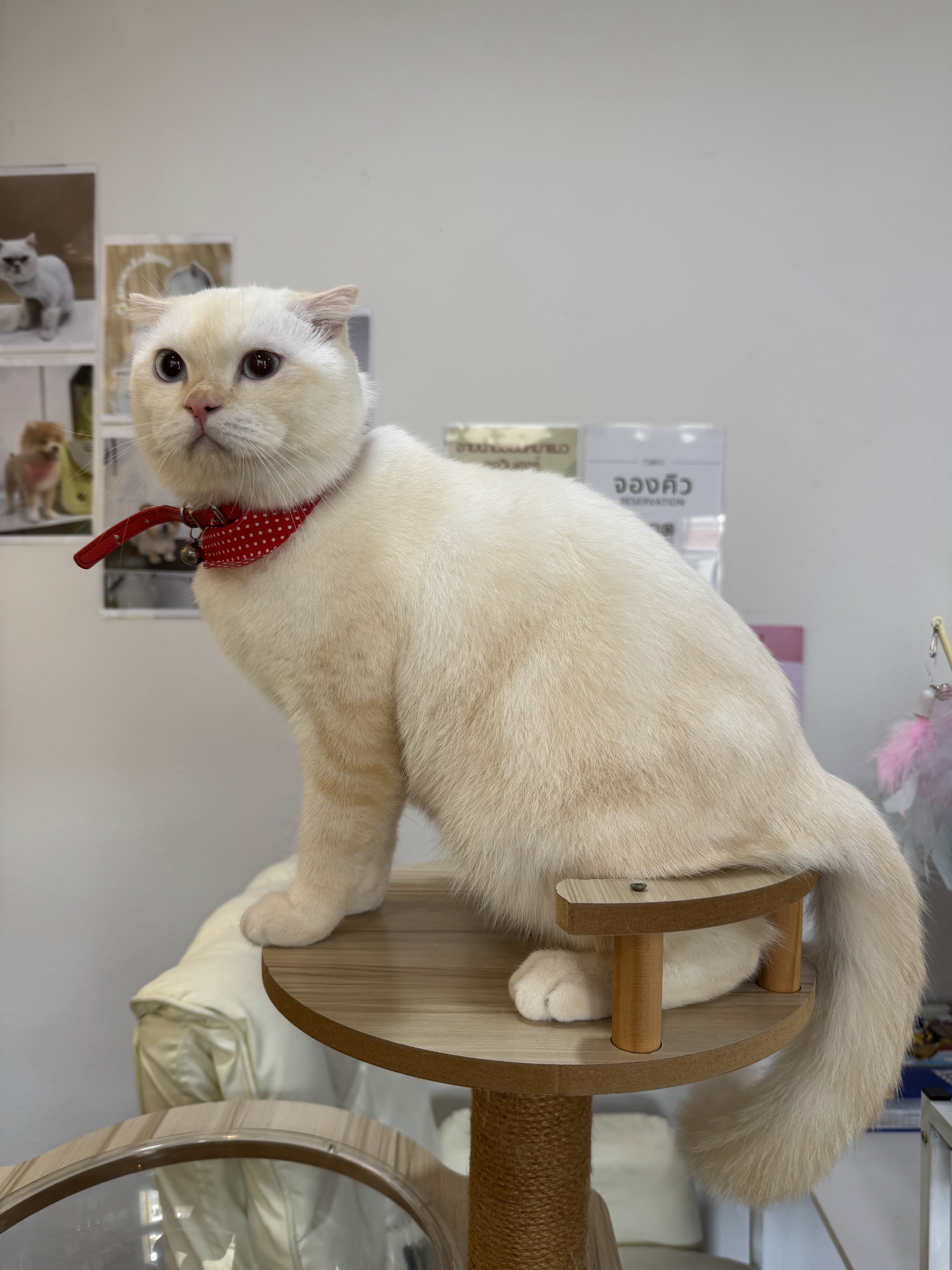 Fluffy Fur, Bathing and Trimming Pets