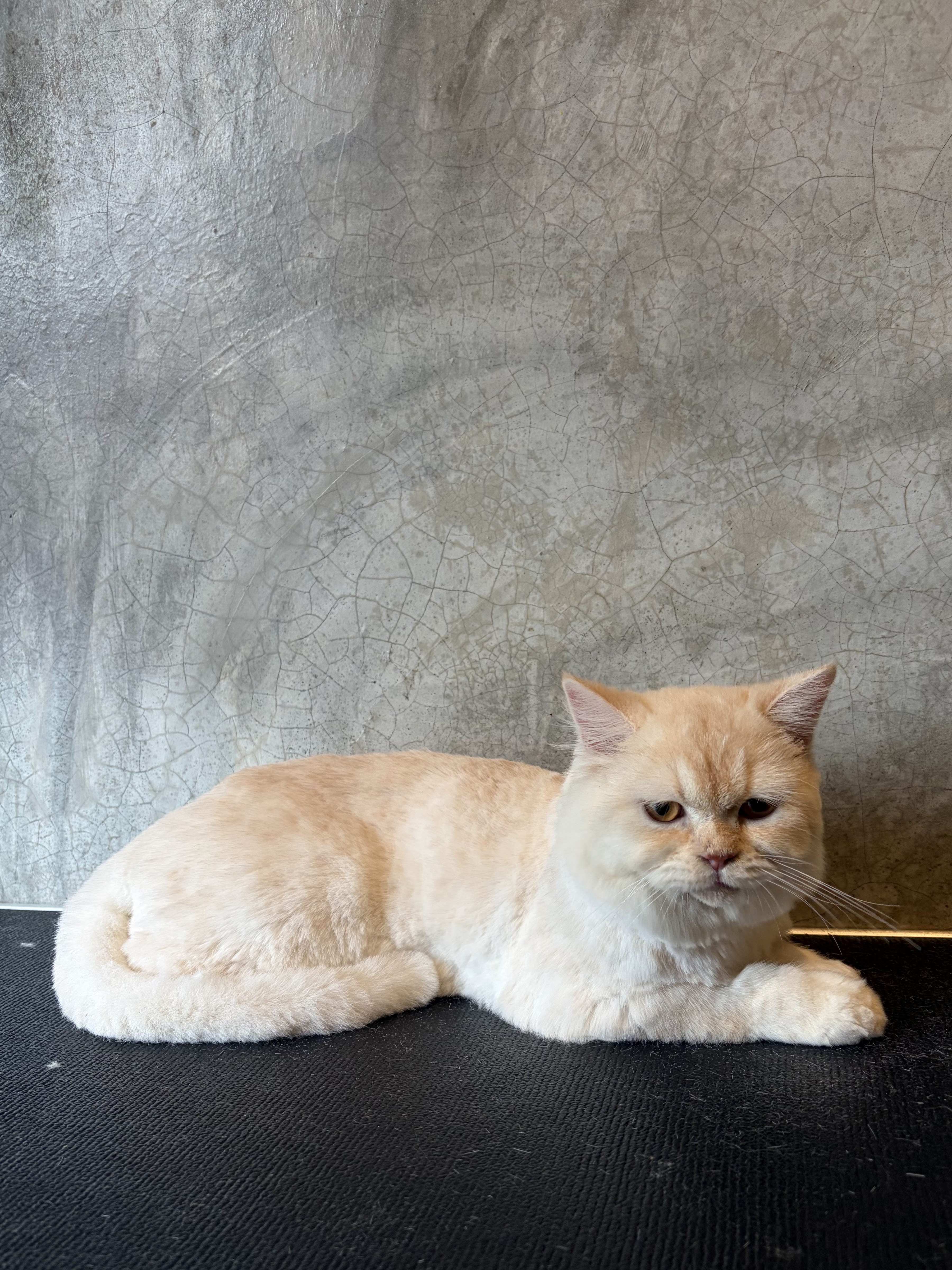 GibGroom