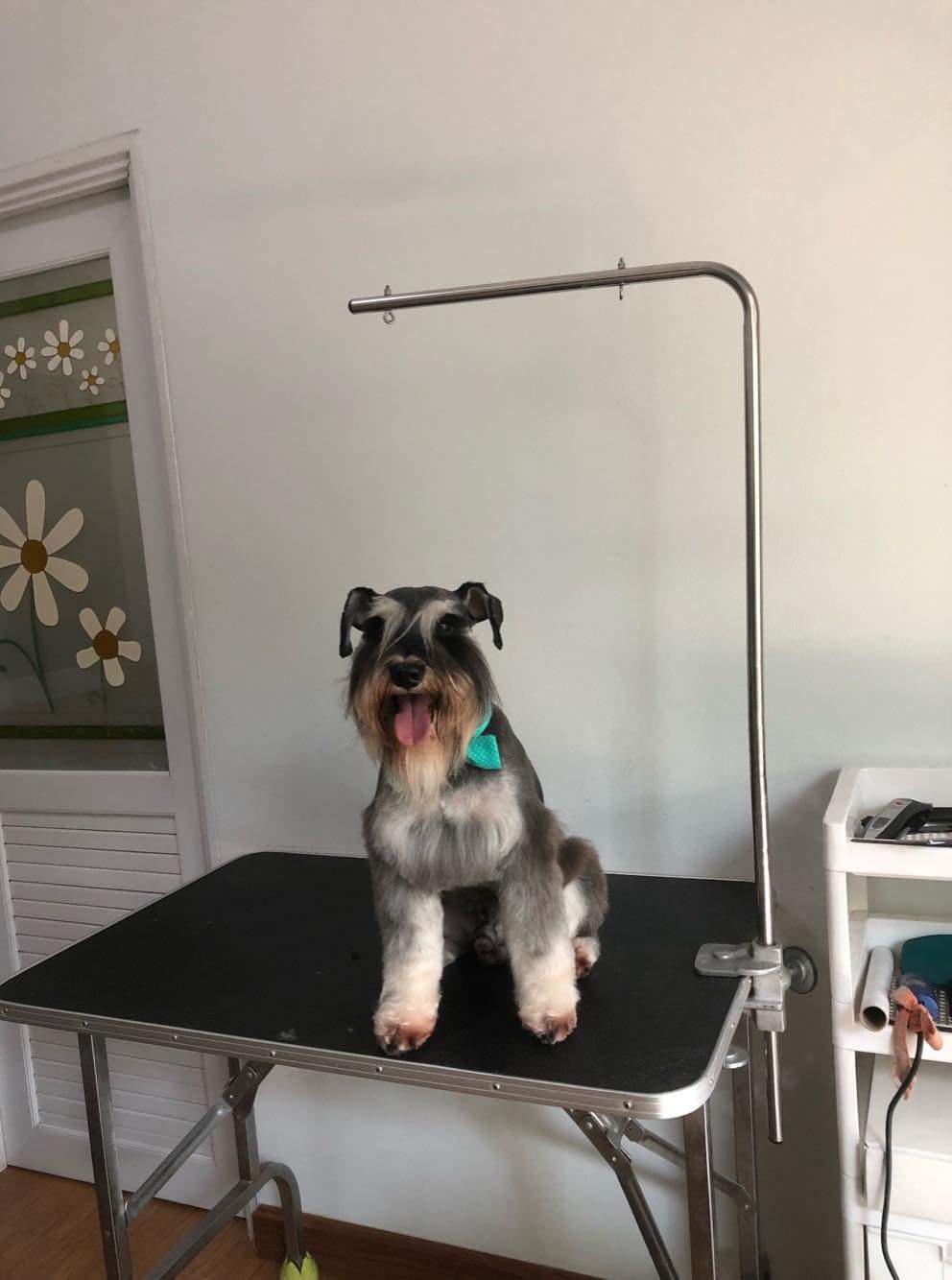Happy Dog