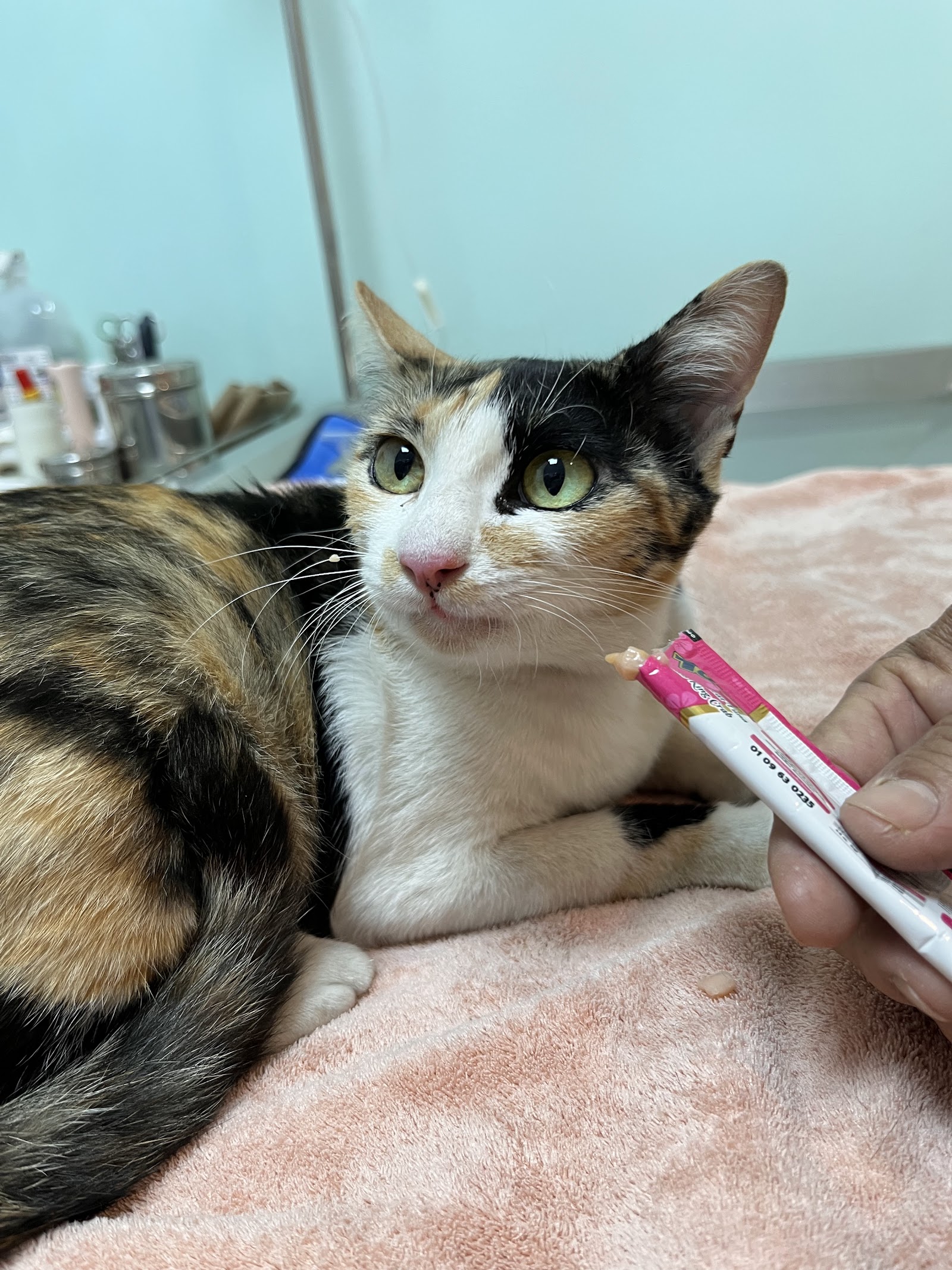 Home Pet Clinic