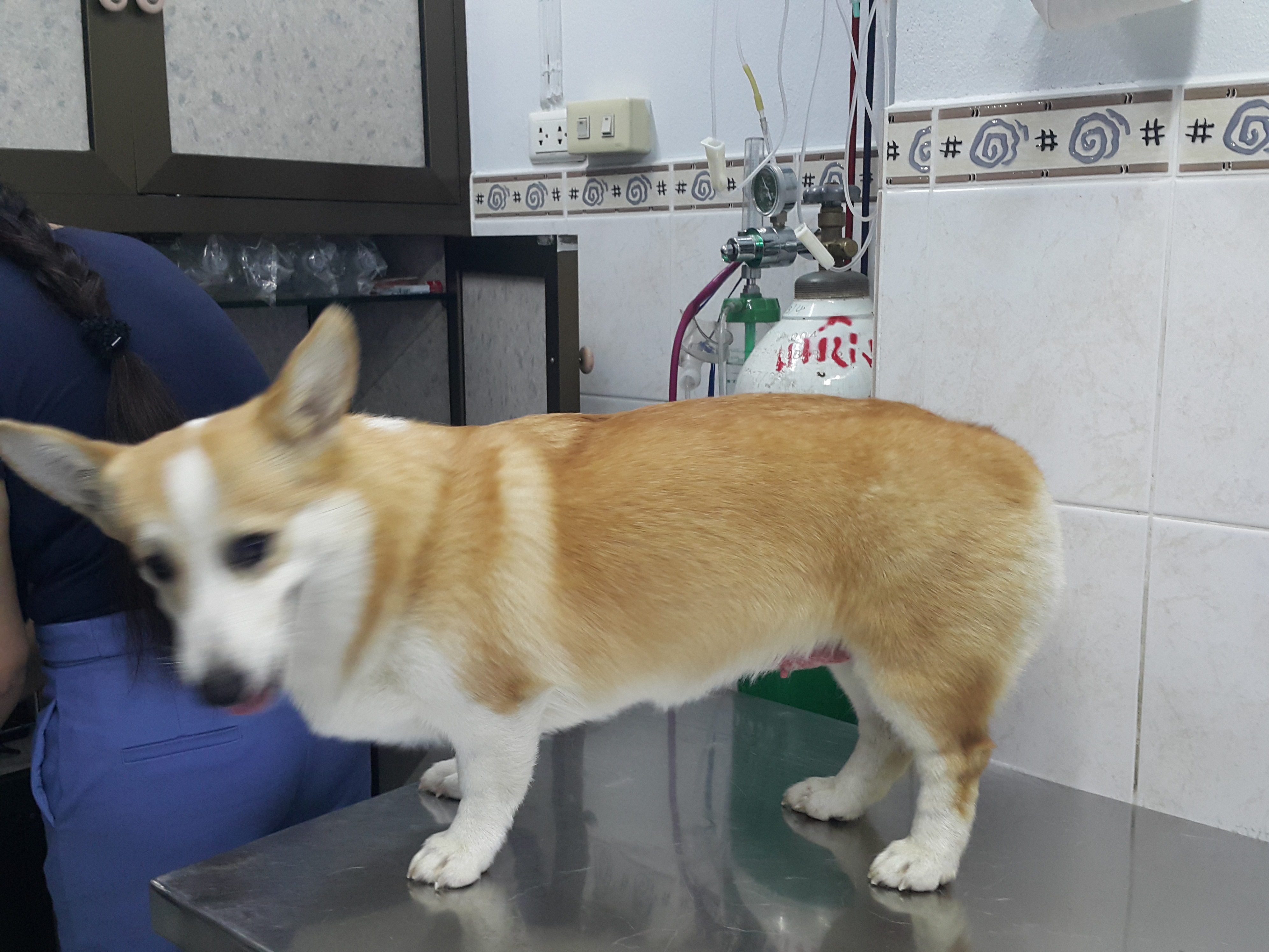Hong Hong Meow Veterinarian