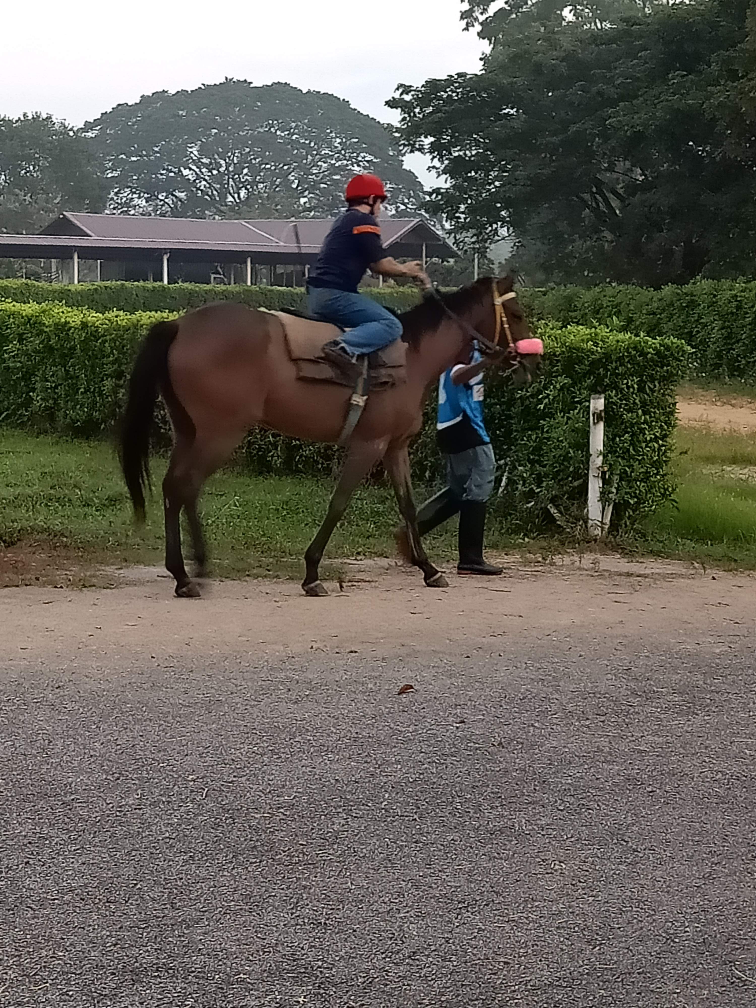 Horse Farm
