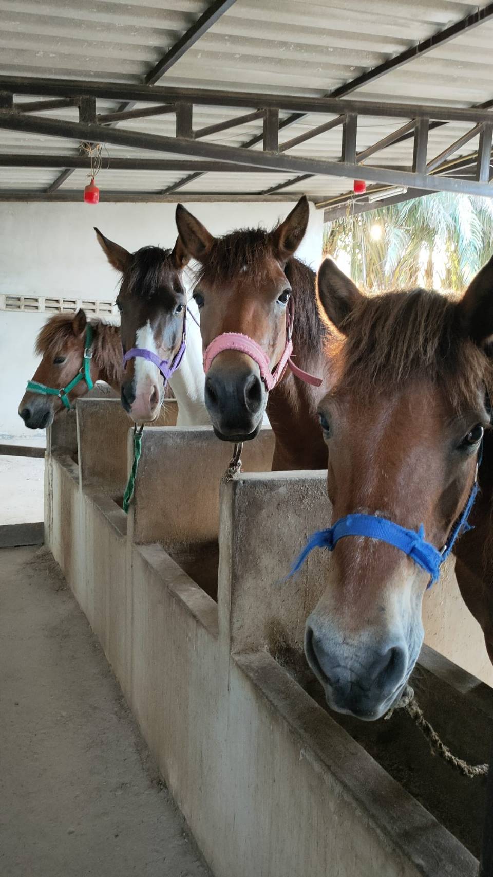 Horse riding stable, Maerim