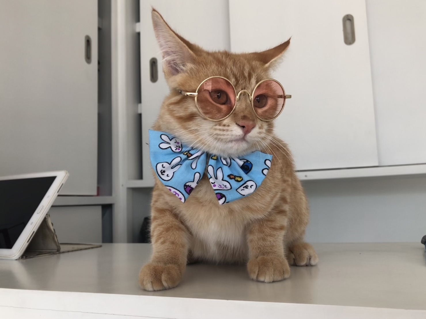 Inthanon Grooming & Cat Hotel