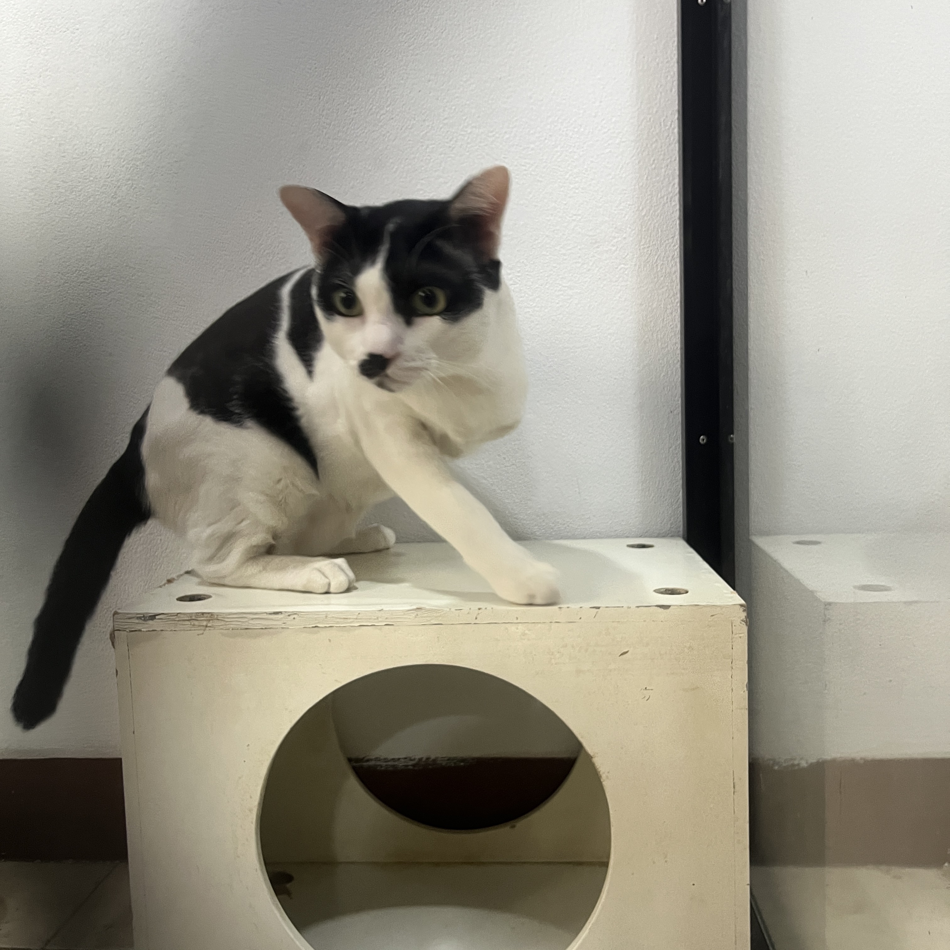 Inthanon Grooming & Cat Hotel