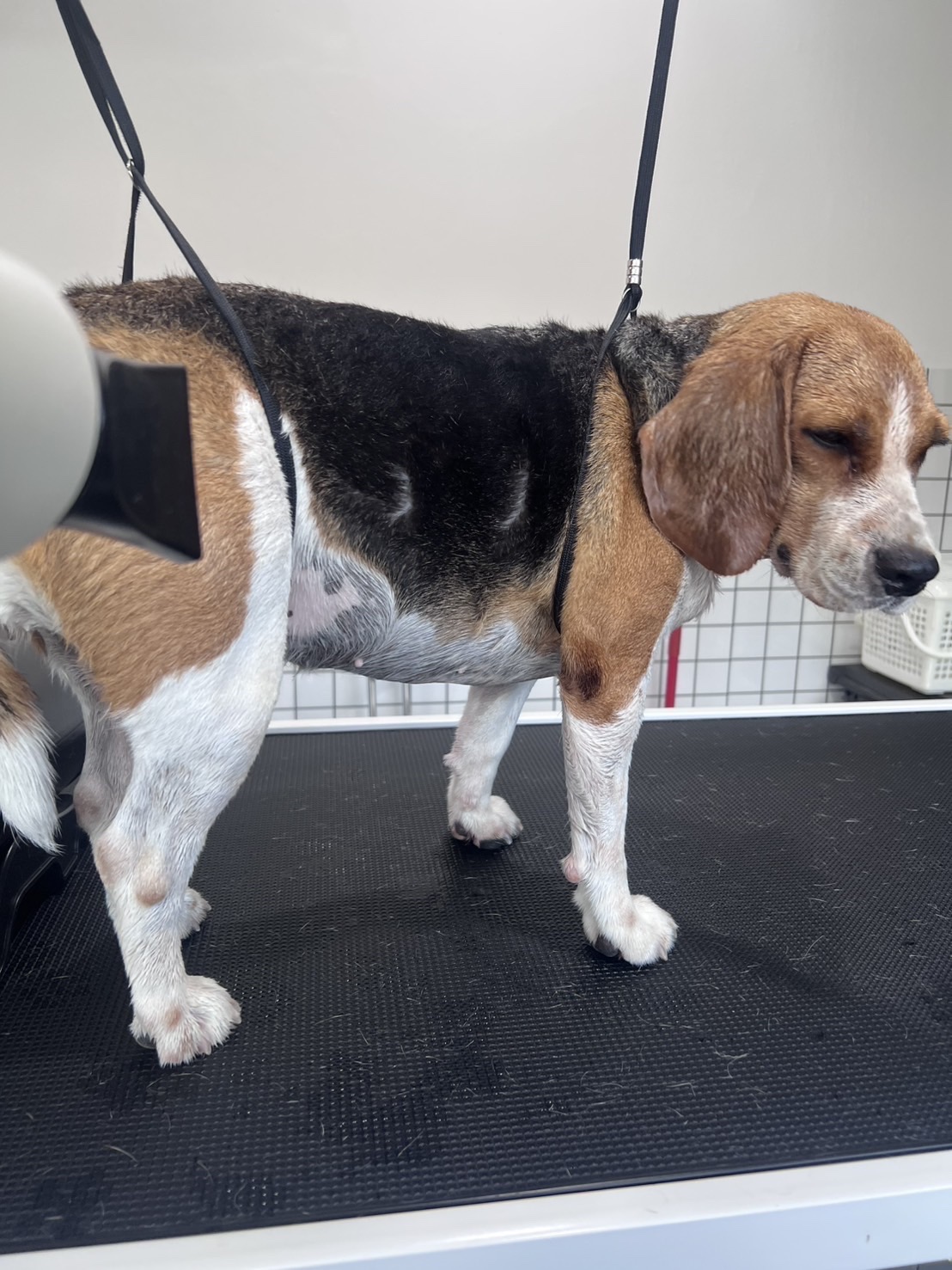 Lanna Grooming & Spa