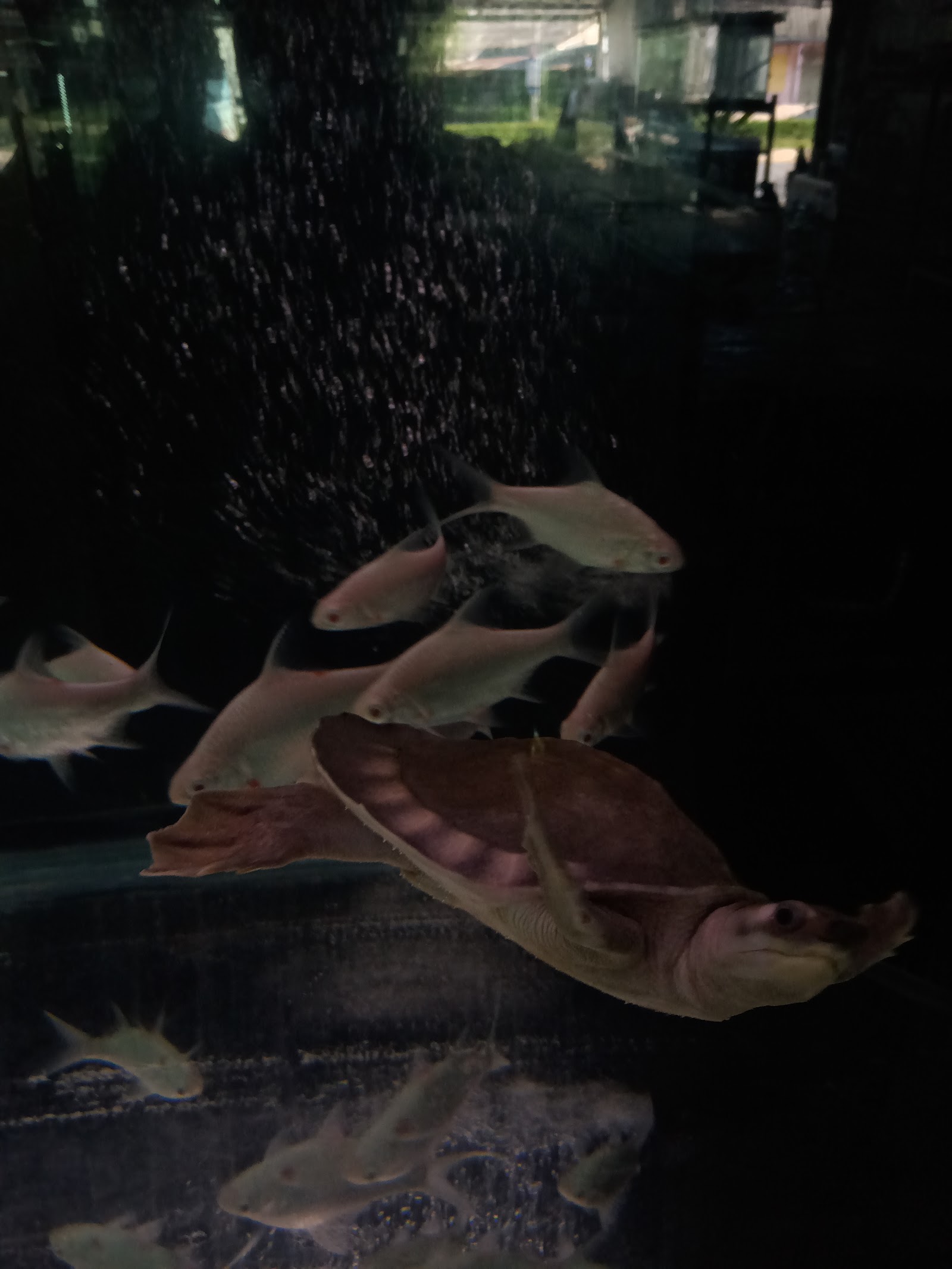 Maejo Aquatic CNX