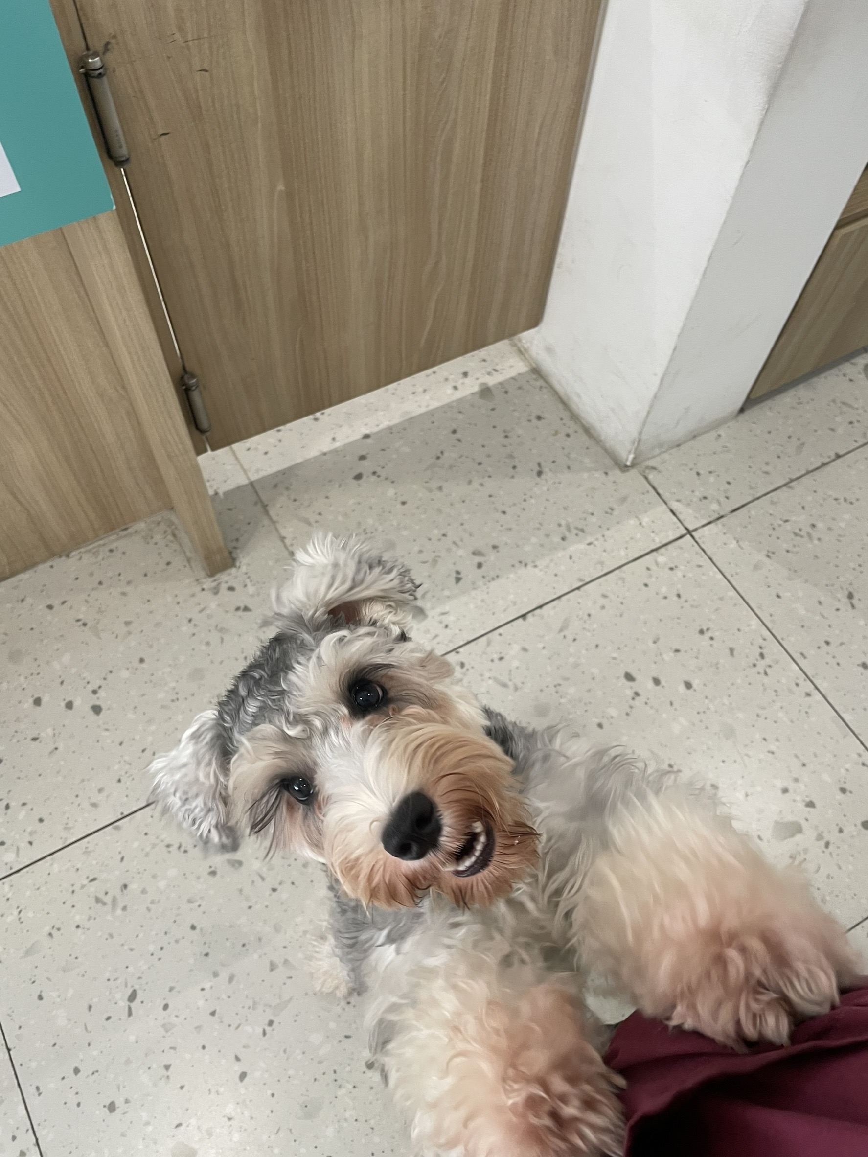 MEE CHOK VET CLINIC