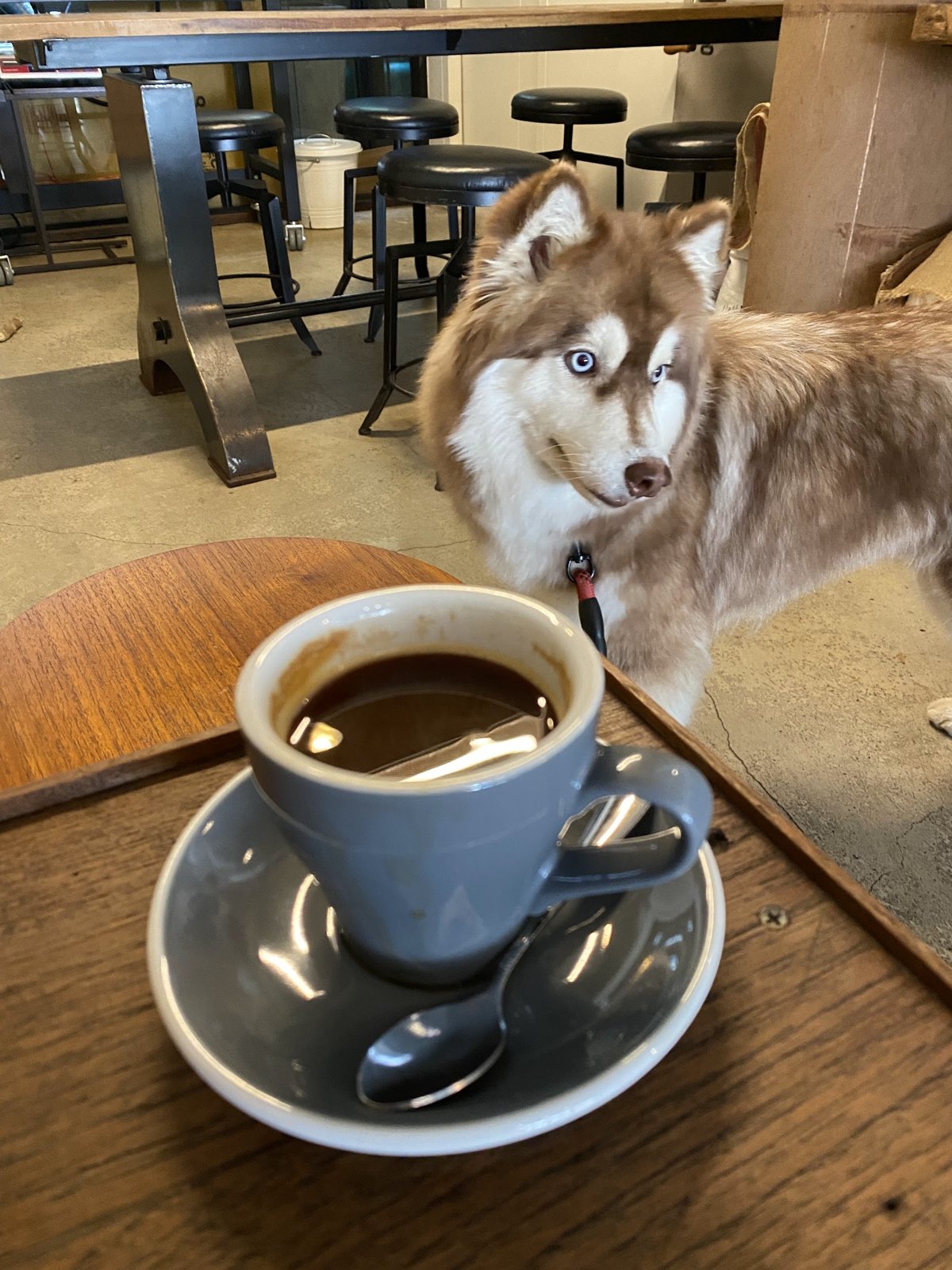 MissGroom : Dog&Cat Grooming