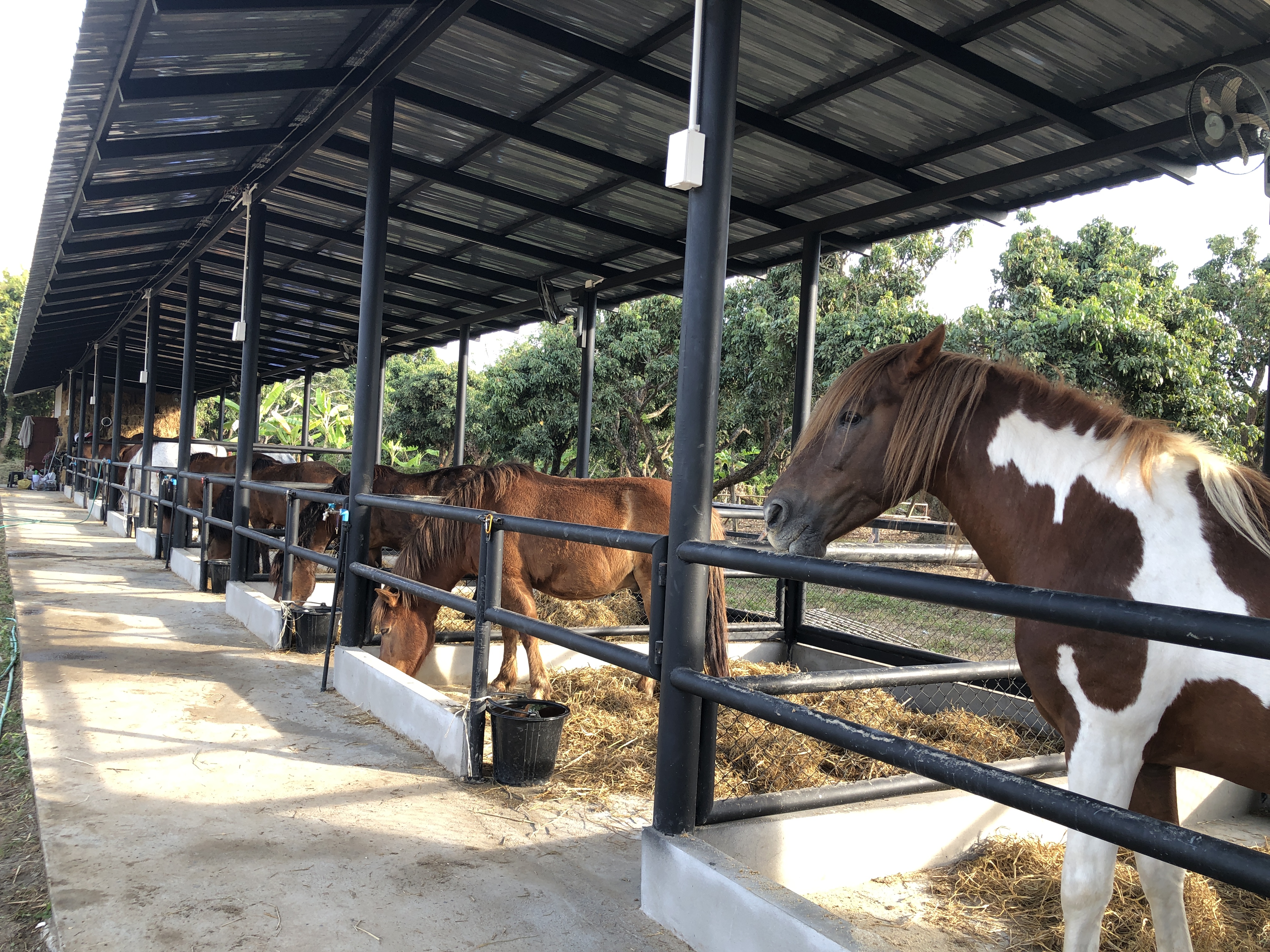 MyStableChiangmai@Saraphi