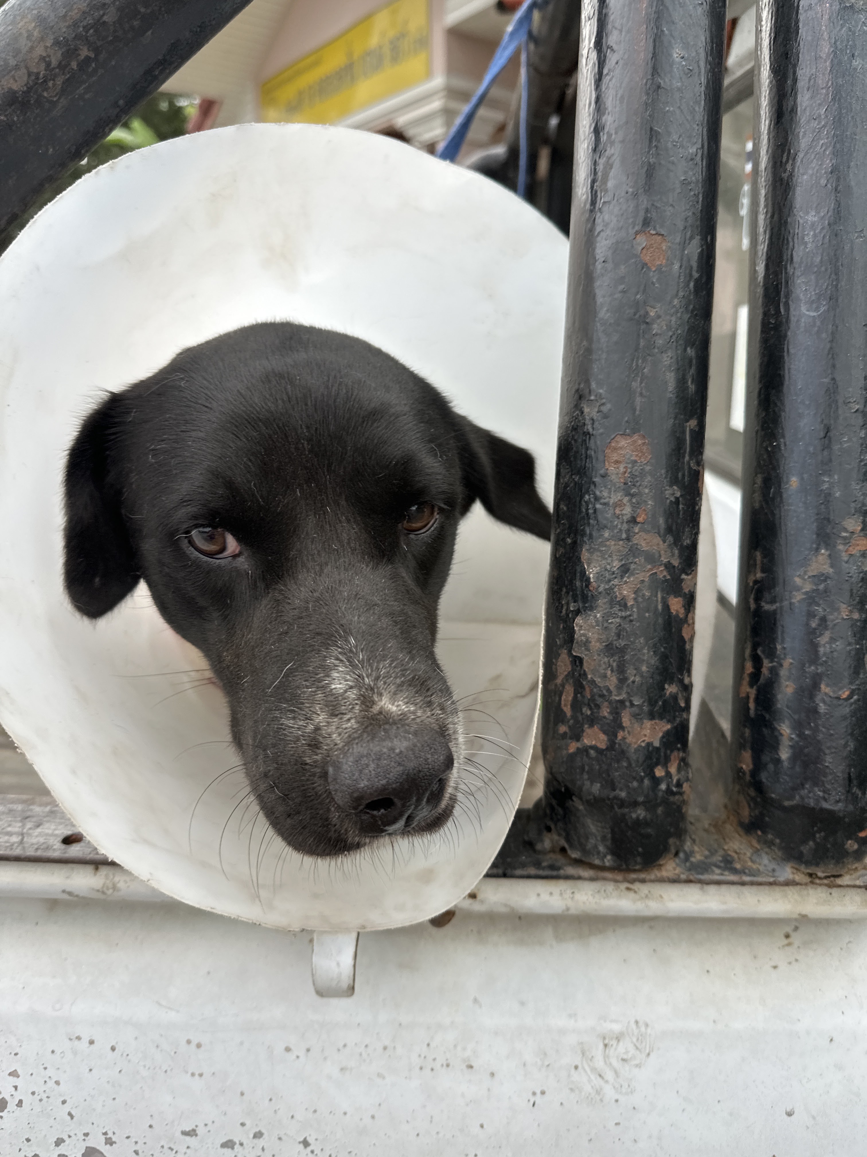 Path vet Clinic