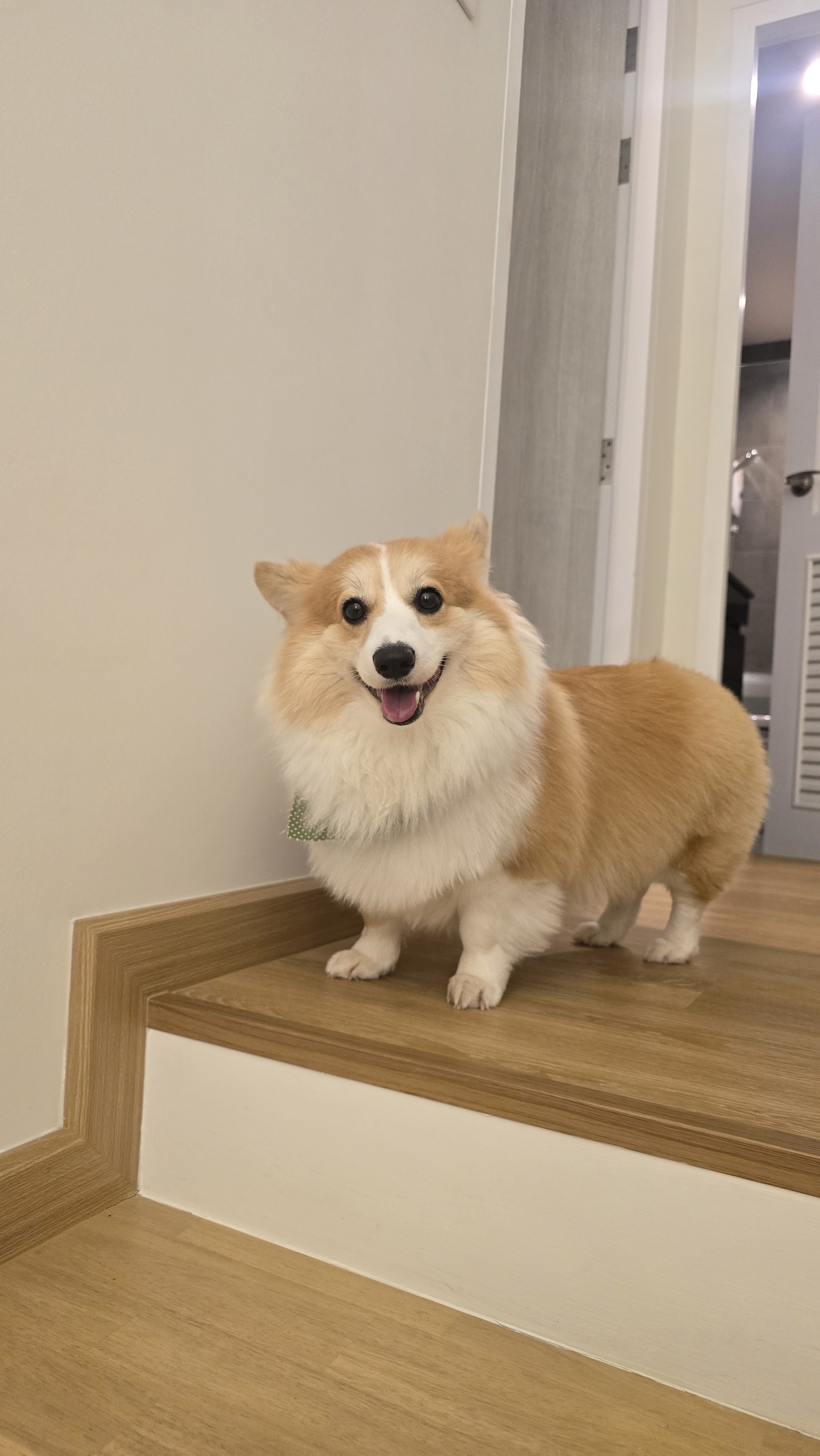 Pet house