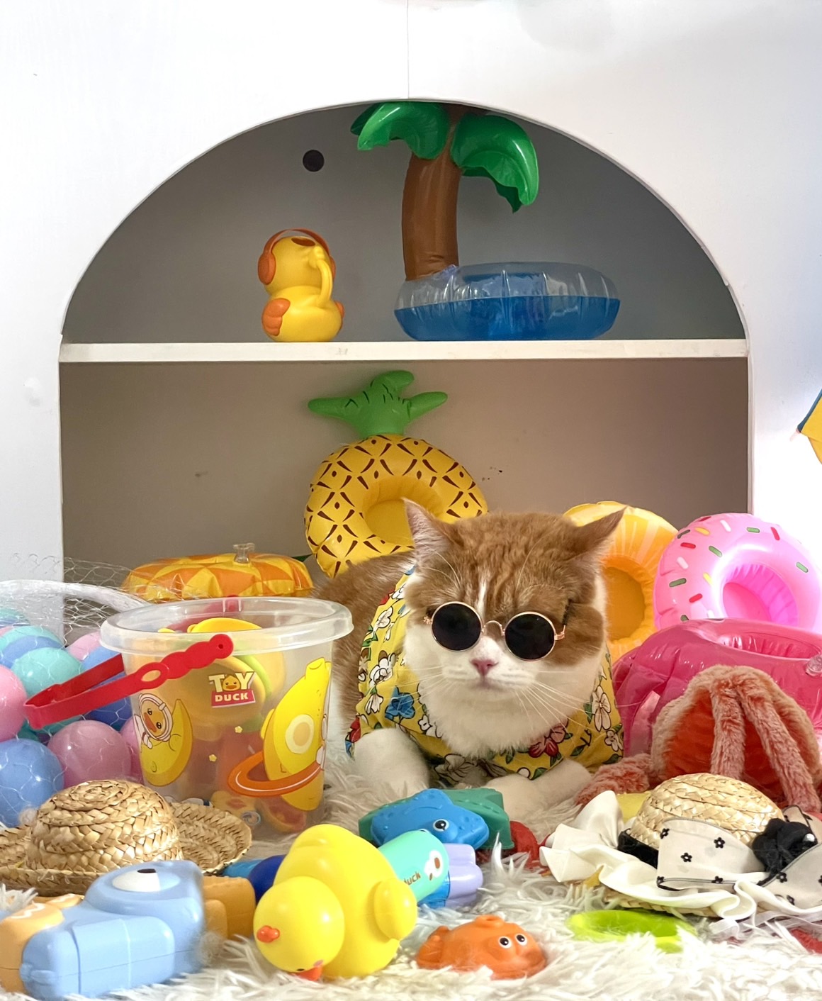 Royal Cat Grooming & Hotel
