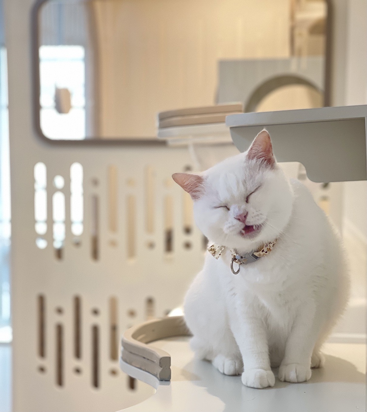 Royal Cat Grooming & Hotel