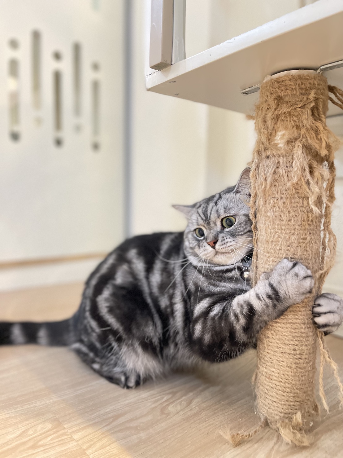 Royal Cat Grooming & Hotel