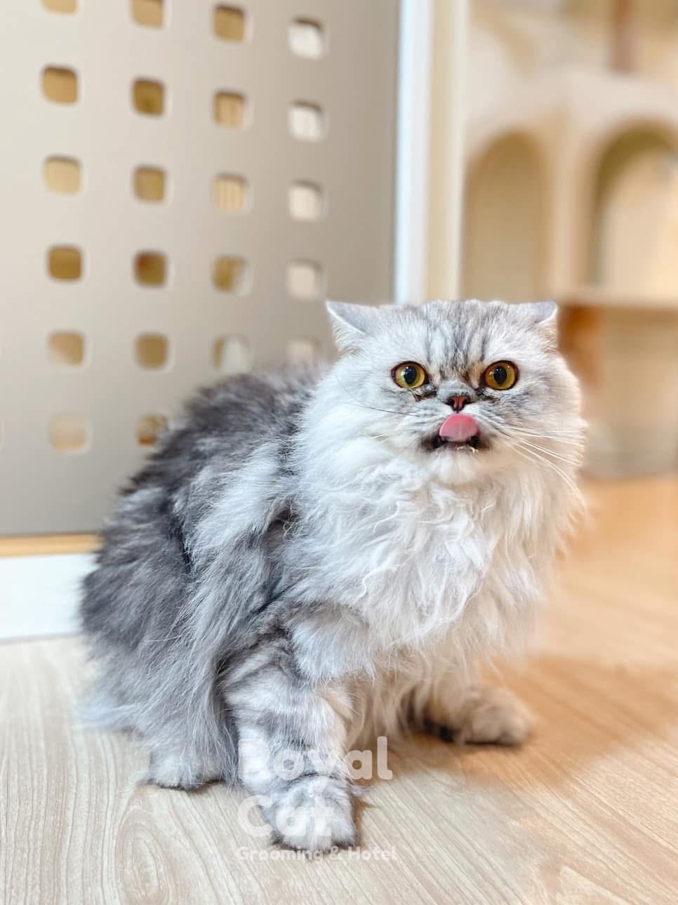 Royal Cat Grooming & Hotel