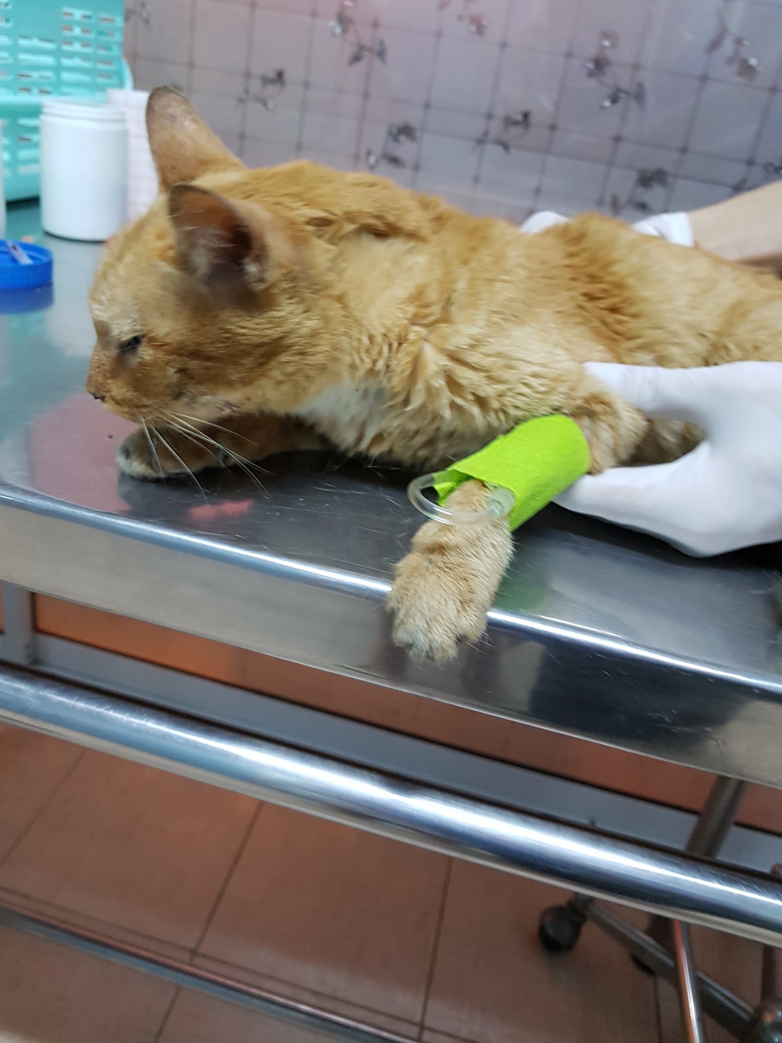 Sankampheang Animal Hospital
