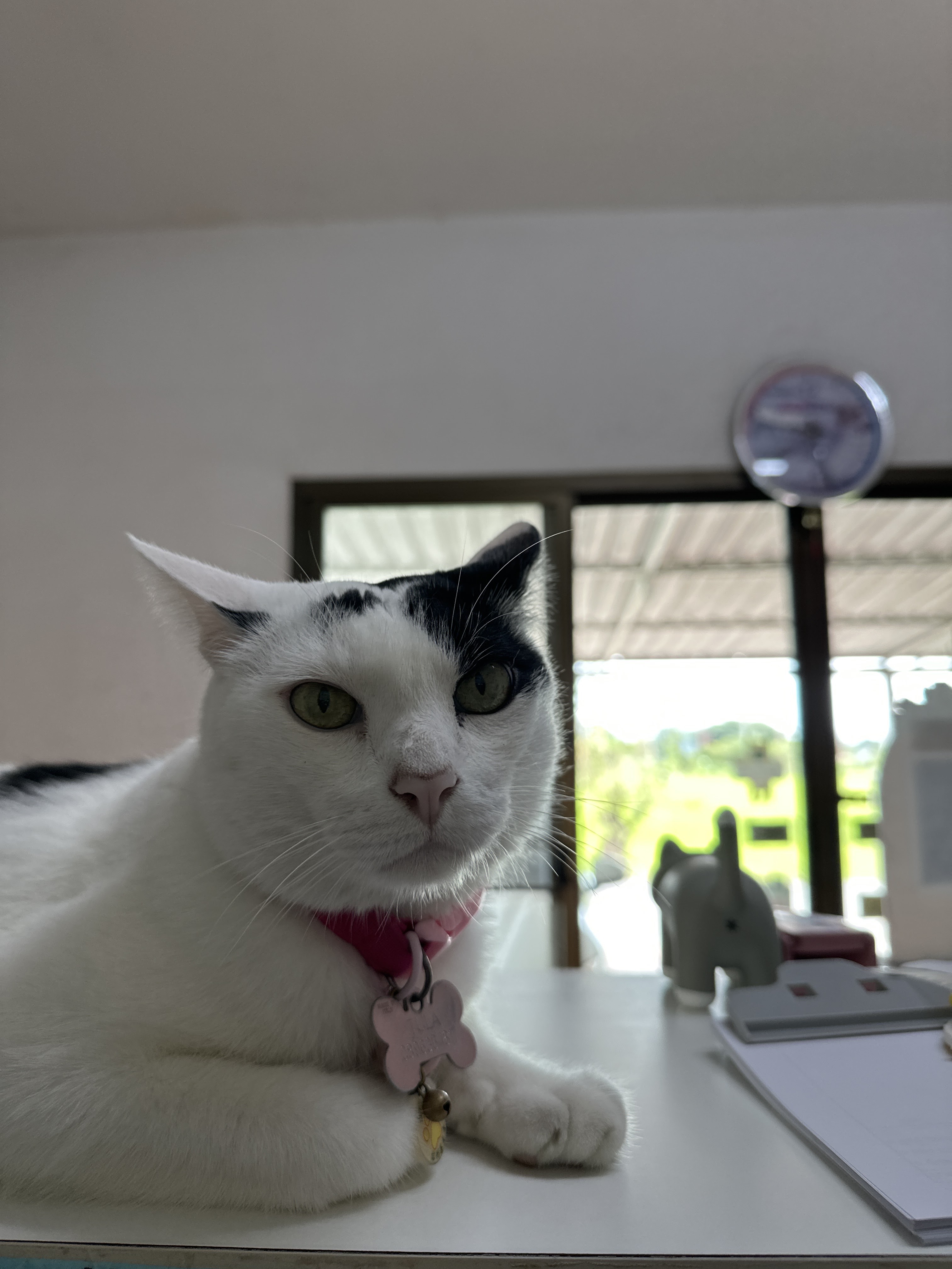 Saraphi Pet Clinic